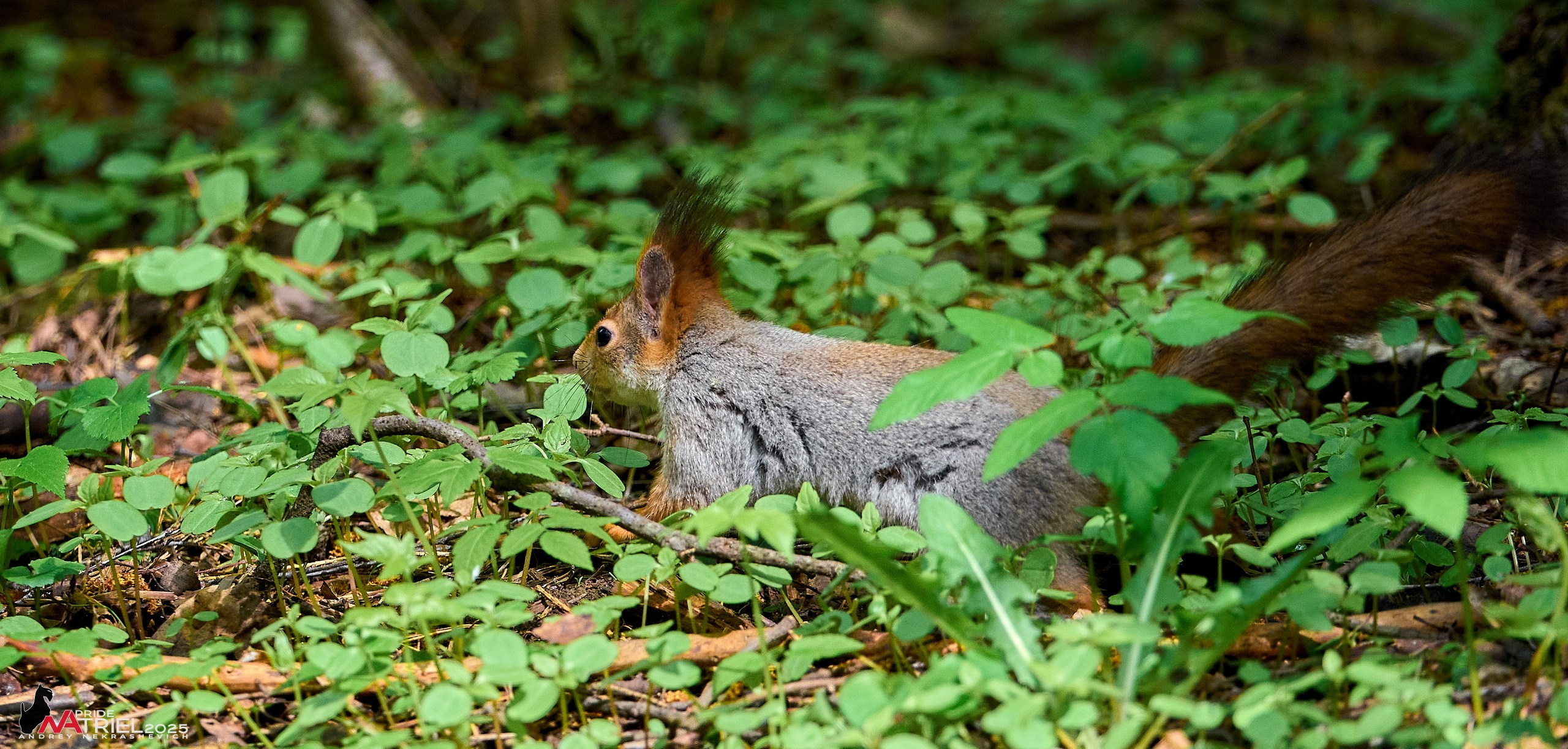 Съемка в майском лесу