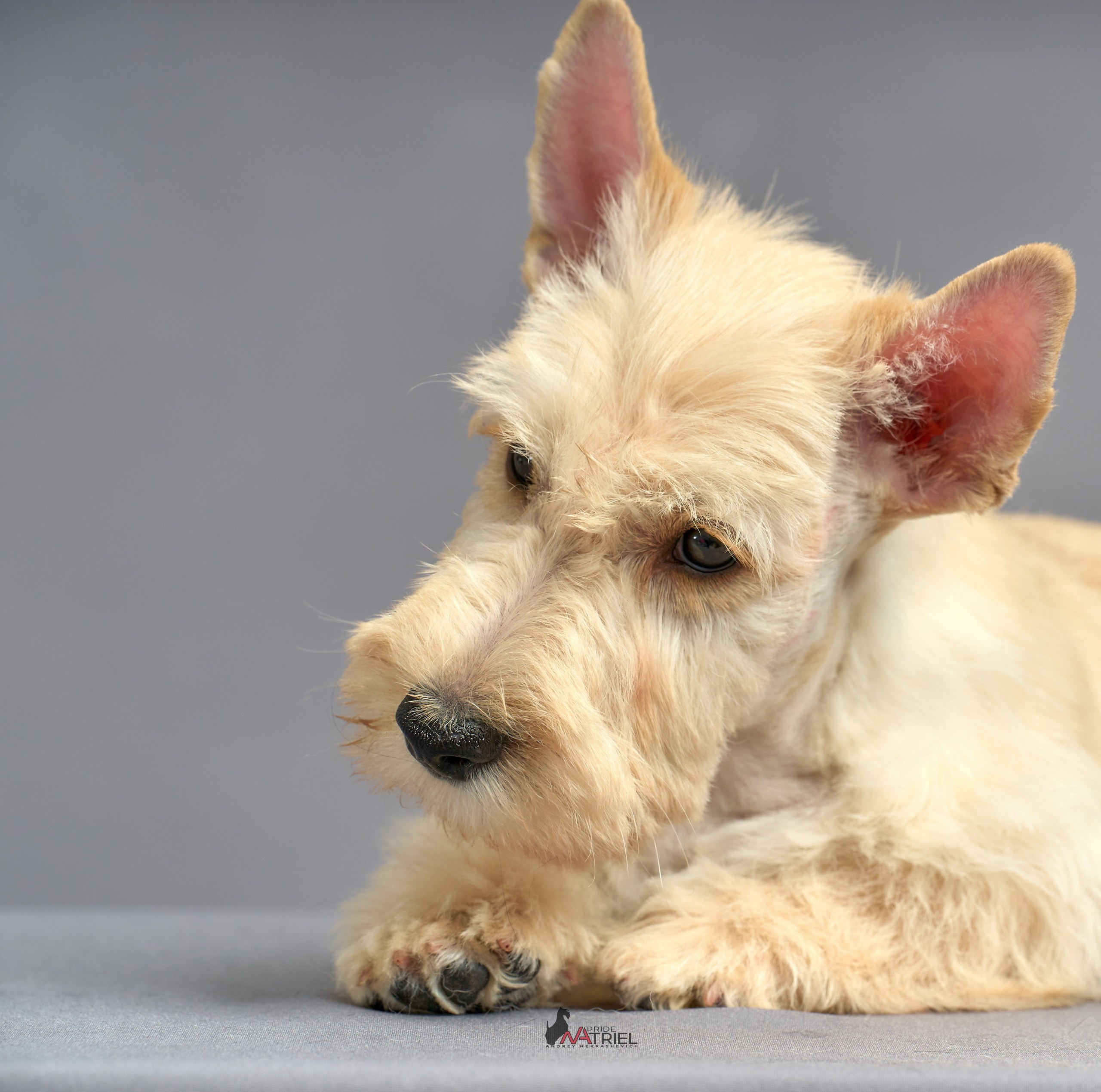 Съемка щенков скотч-терьеров