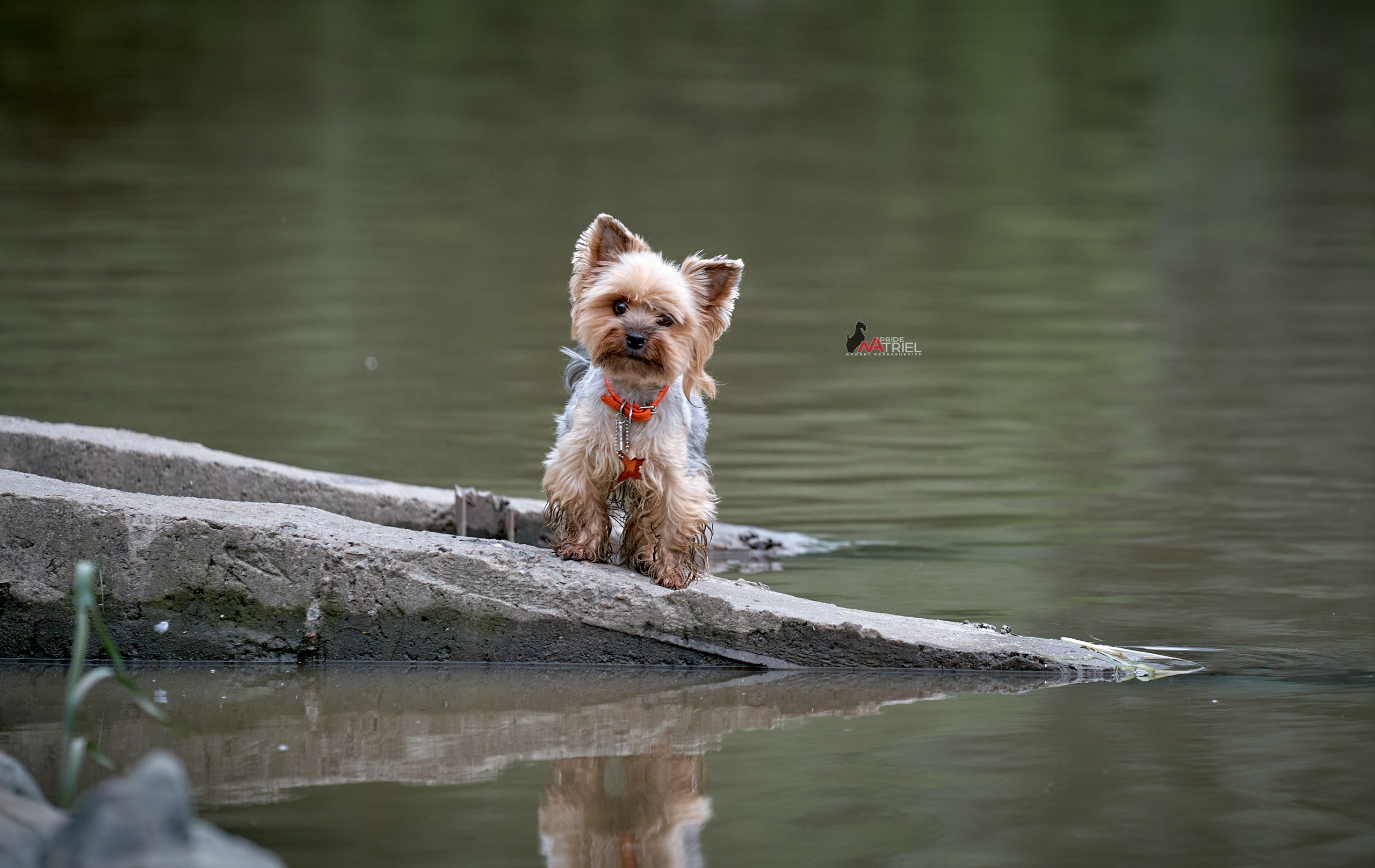 Йоркширский терьер Циля