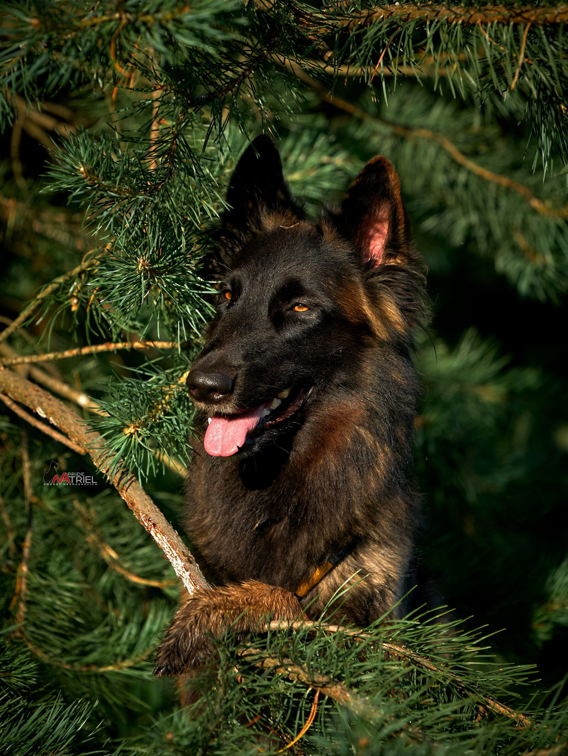 Портреты собак — галерея NATRIEL