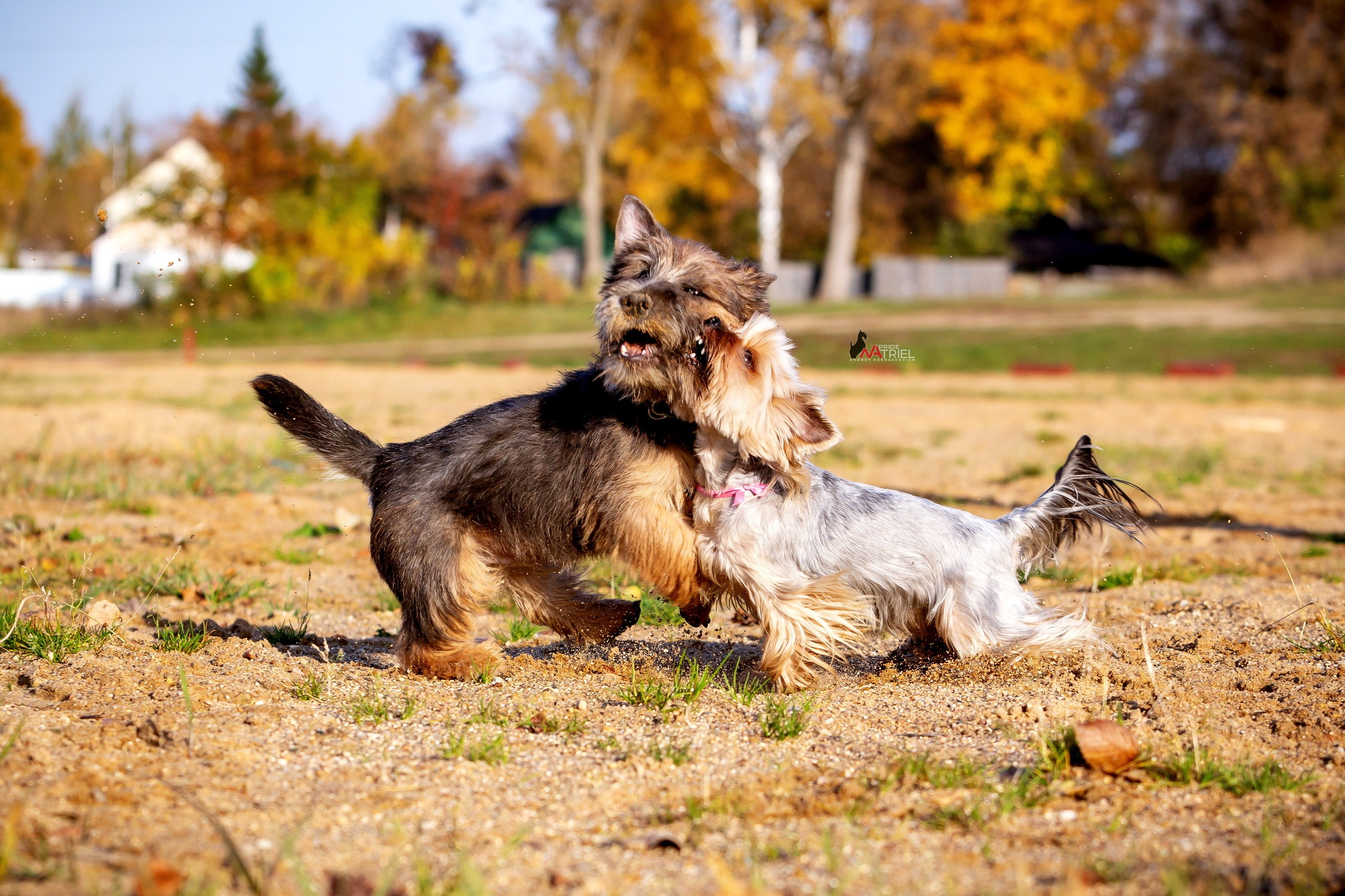 Прогулка в движении — галерея NATRIEL