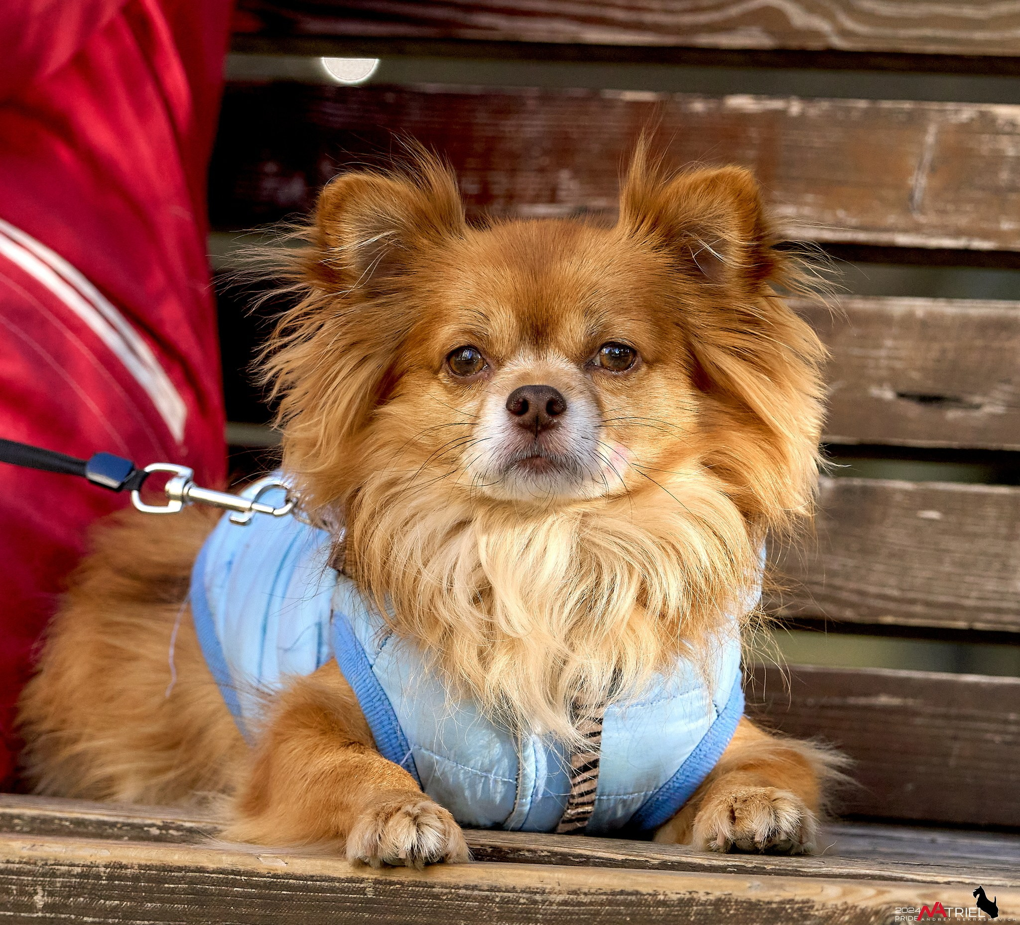 Фотопрогулка "вокруг дома"