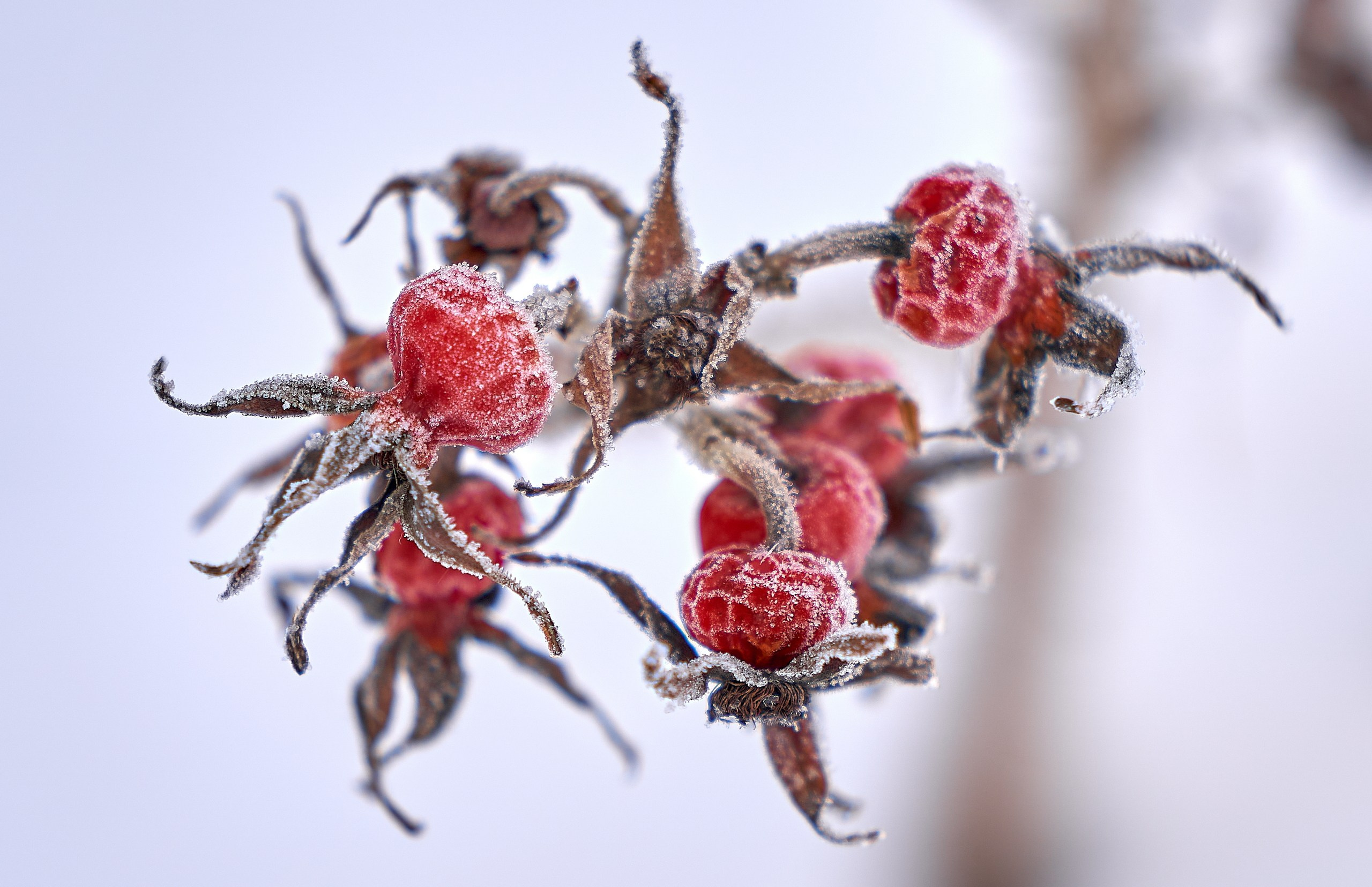 Лютики-цветочки — галерея NATRIEL