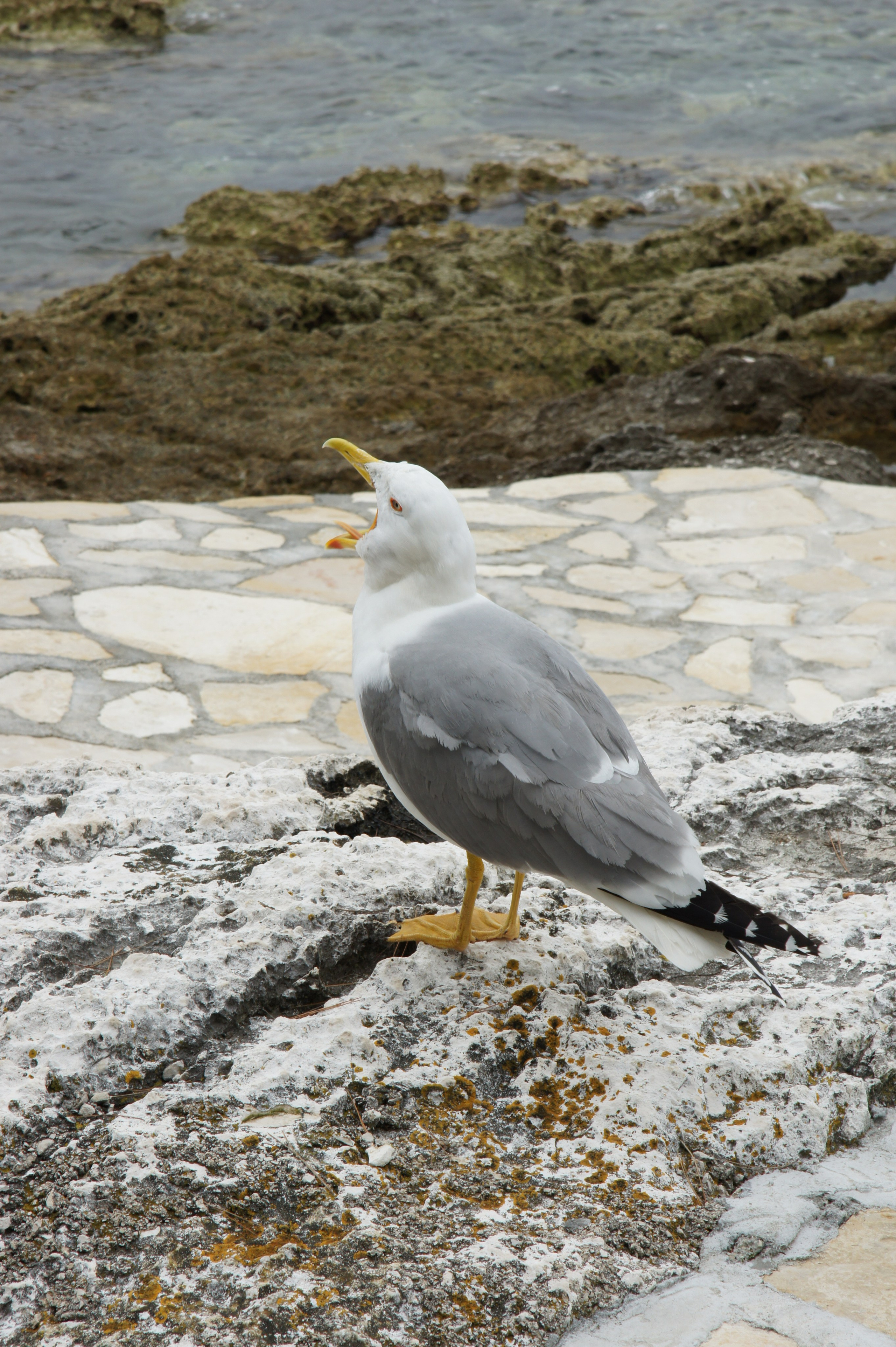 Хорватия. Главная