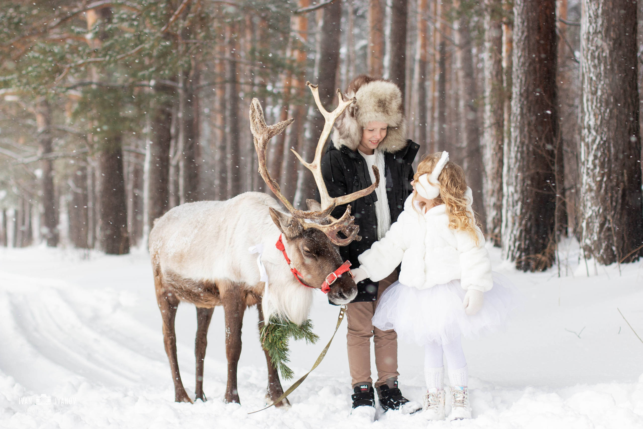 Воркшоп с северным оленем. Свадебный и семейный фотограф в Новокузнецке Иван Иванов