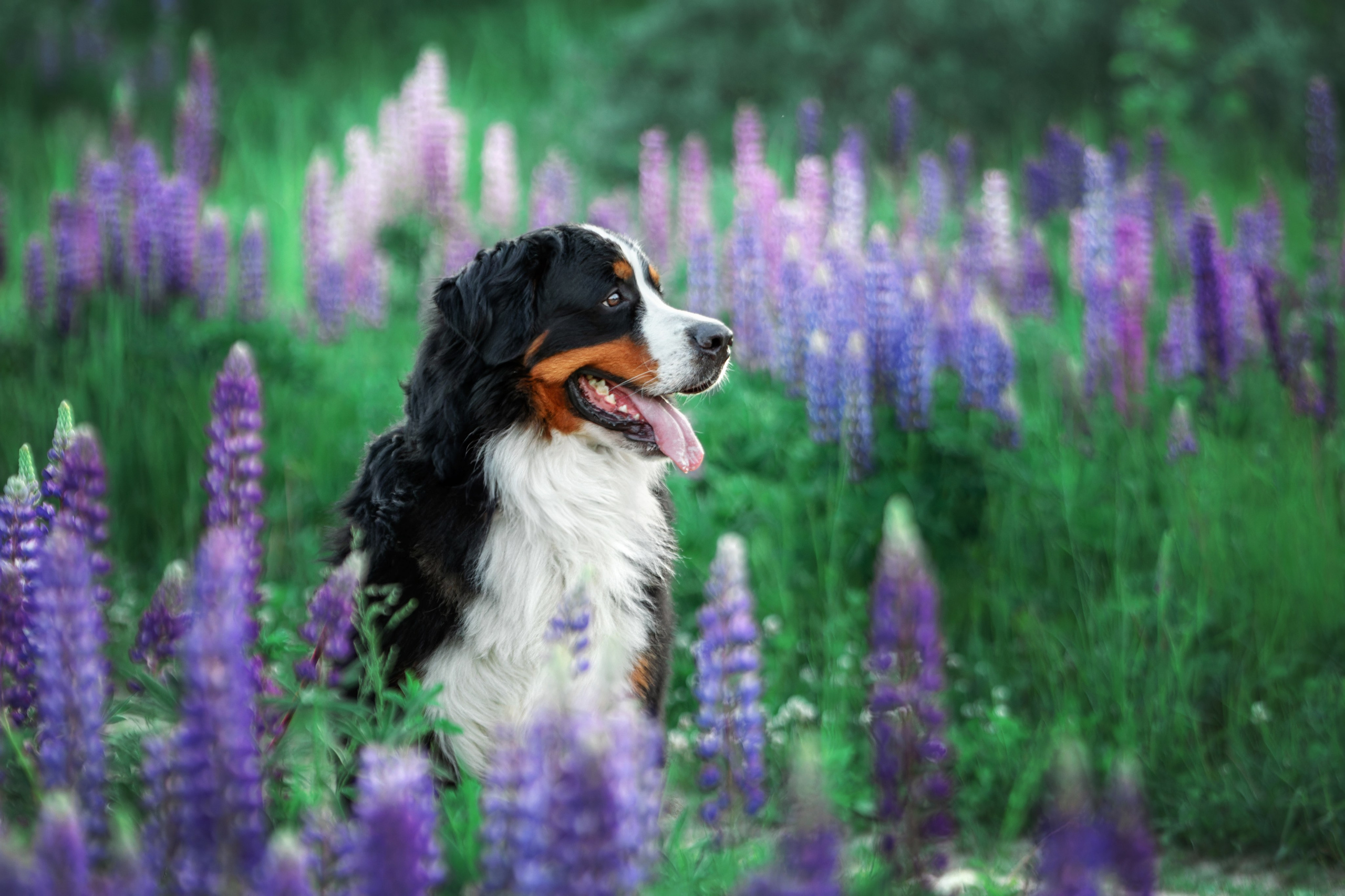 Фотопрогулка в люпинах с Гошей. Фотограф-анималист Юлия Зубкова