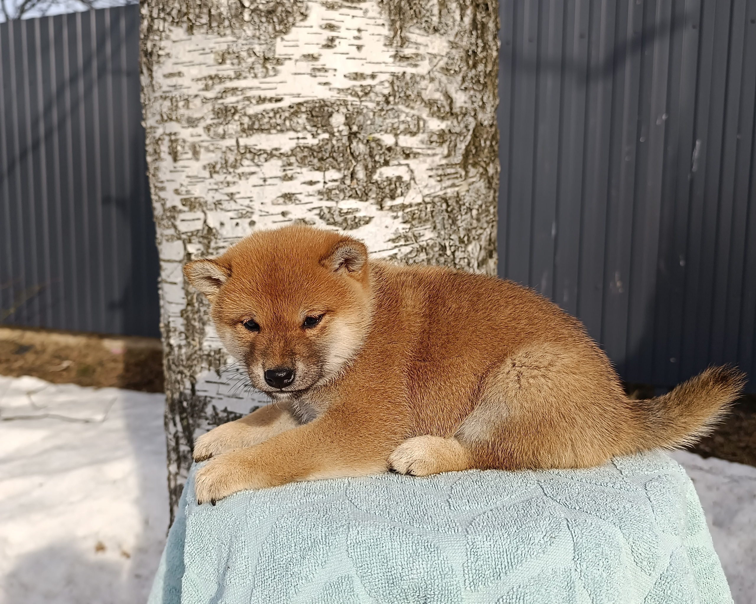 Сиба Rubylight Emma питомник Рубилайт 