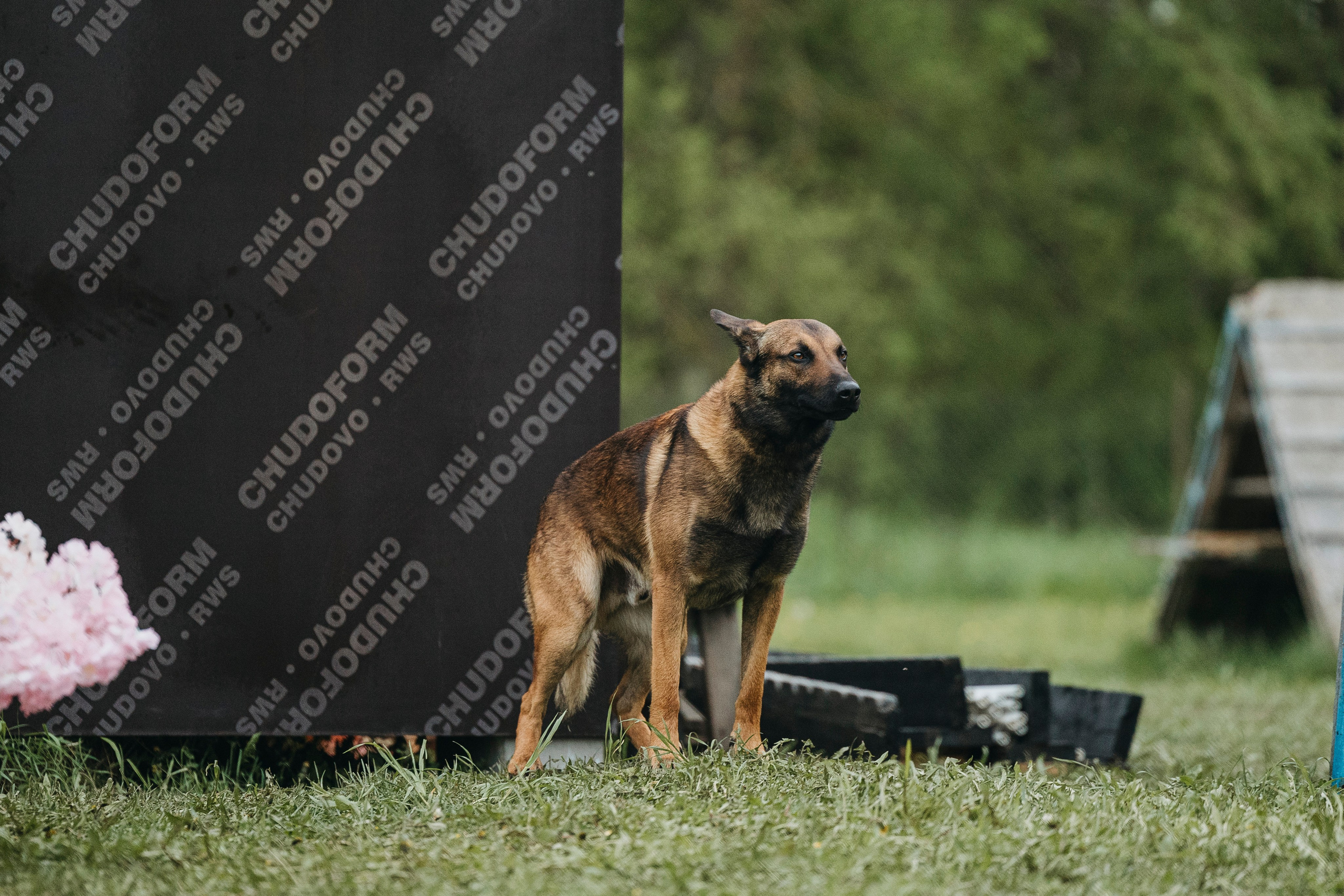 26.05.25 г. Пушкин квалификационные соревнования. Фотограф-анималист Анна Маринич