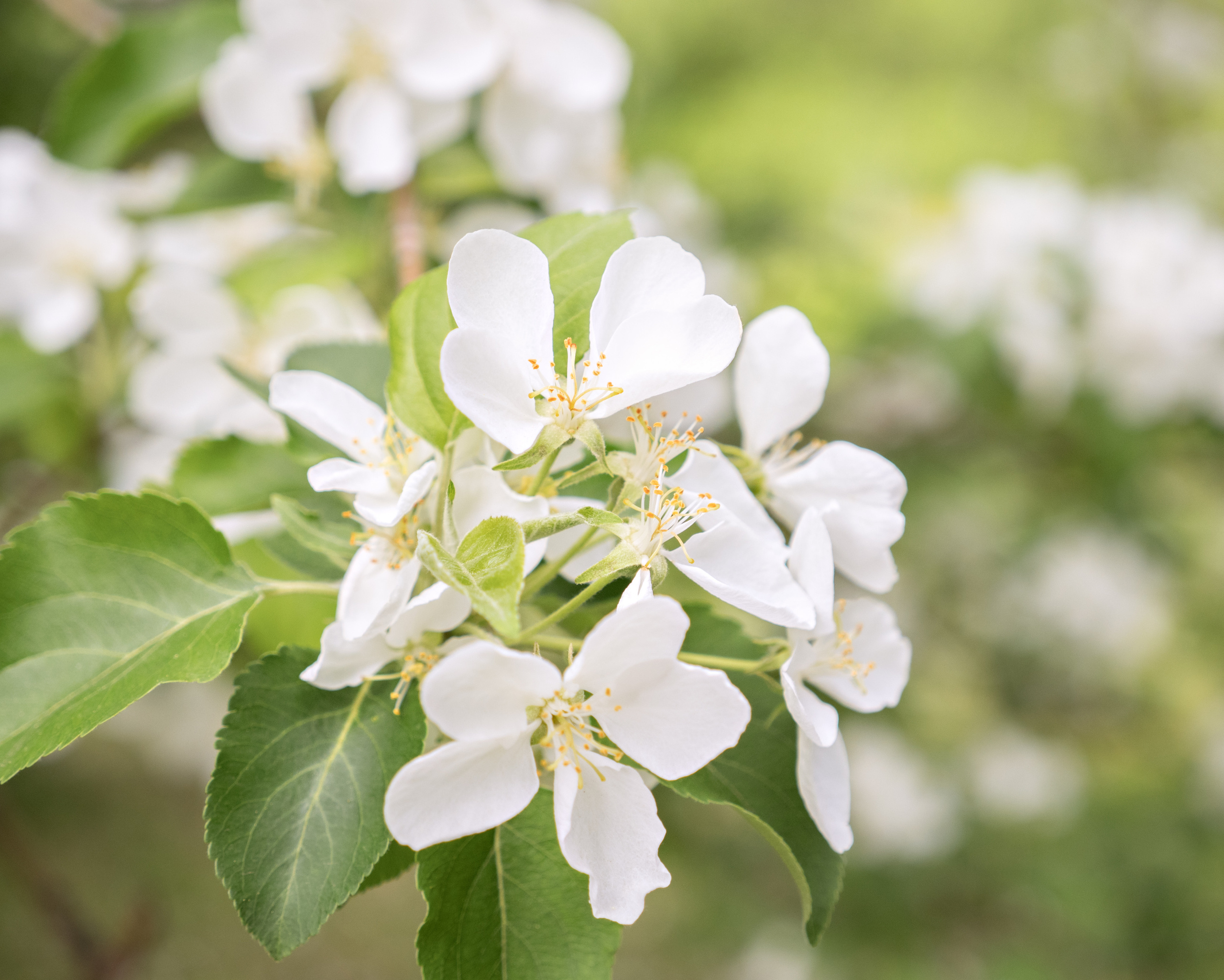 Яблони цвет…. Семейный фотограф и видеограф Анастасия Брежнева