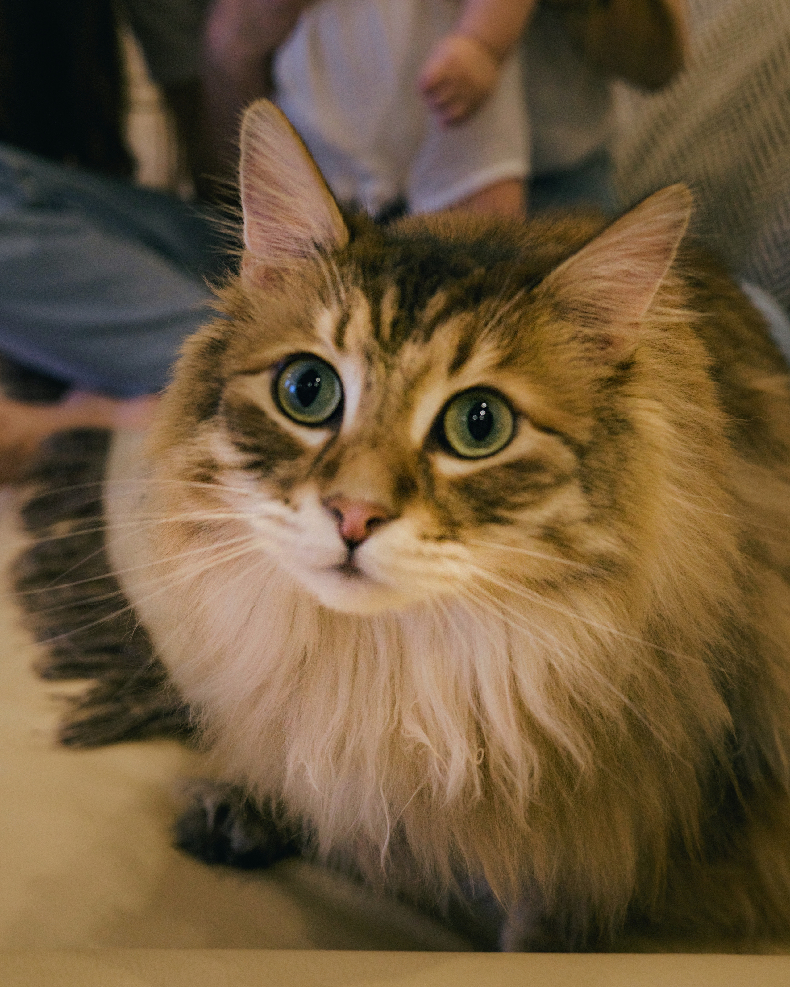 Счастье на троих и коты. Семейный фотограф и видеограф Анастасия Брежнева