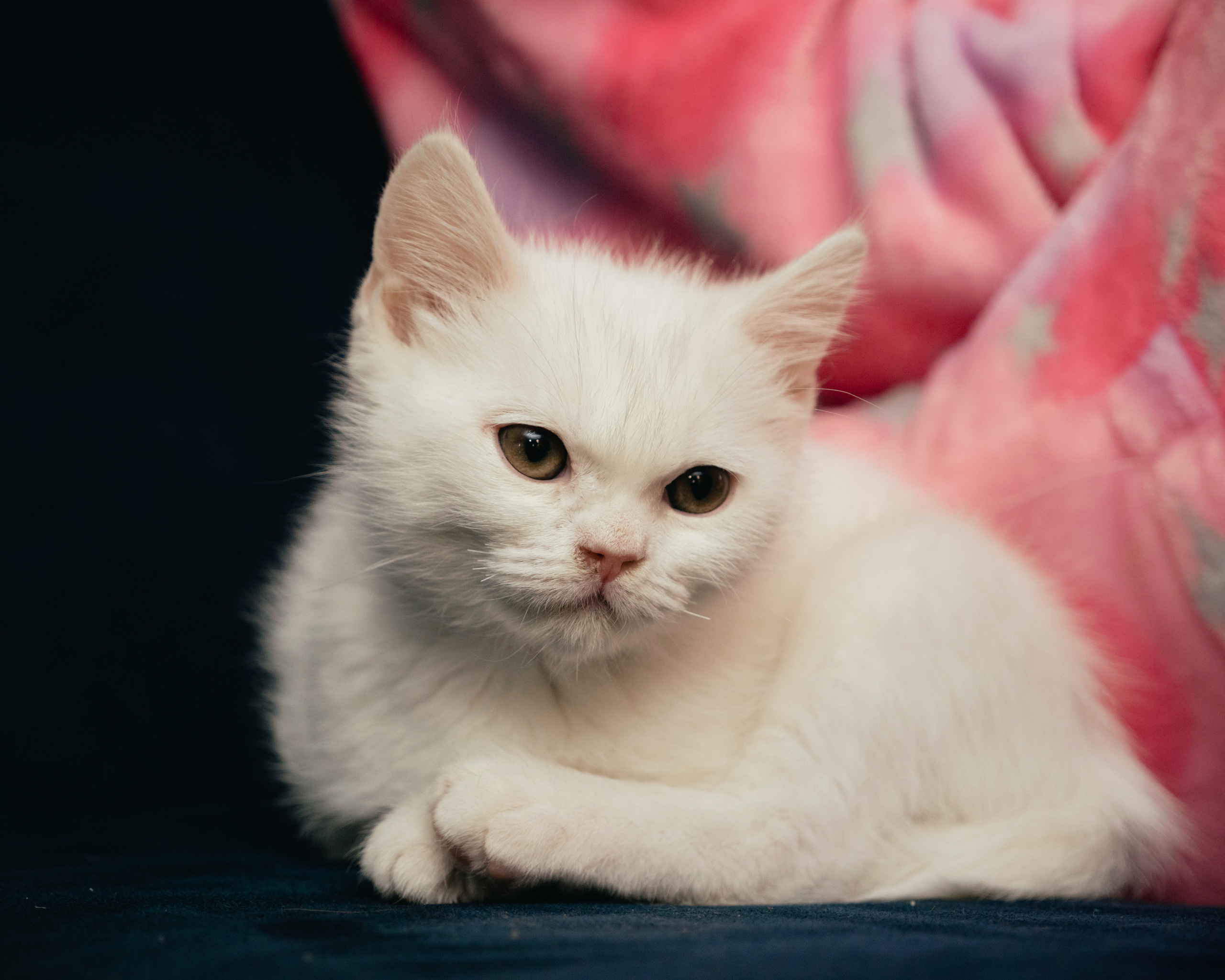 Давлат и Дамир…. Семейный фотограф и видеограф Анастасия Брежнева