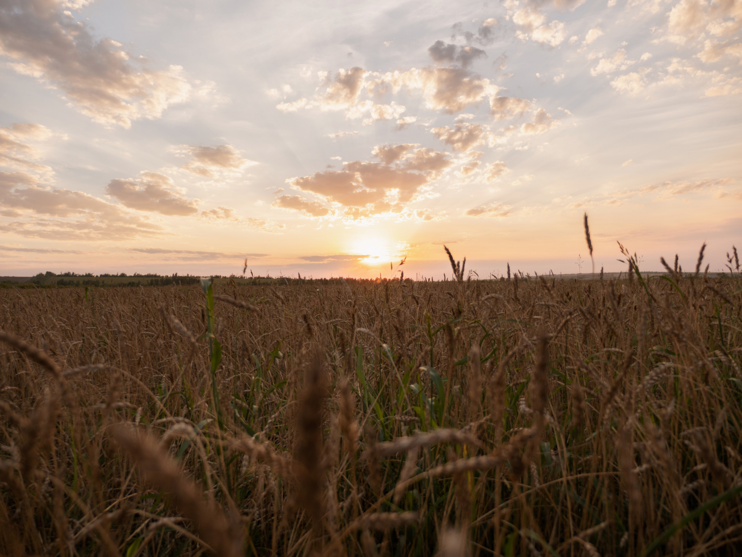 Август — еще лето…. Семейный фотограф и видеограф Анастасия Брежнева