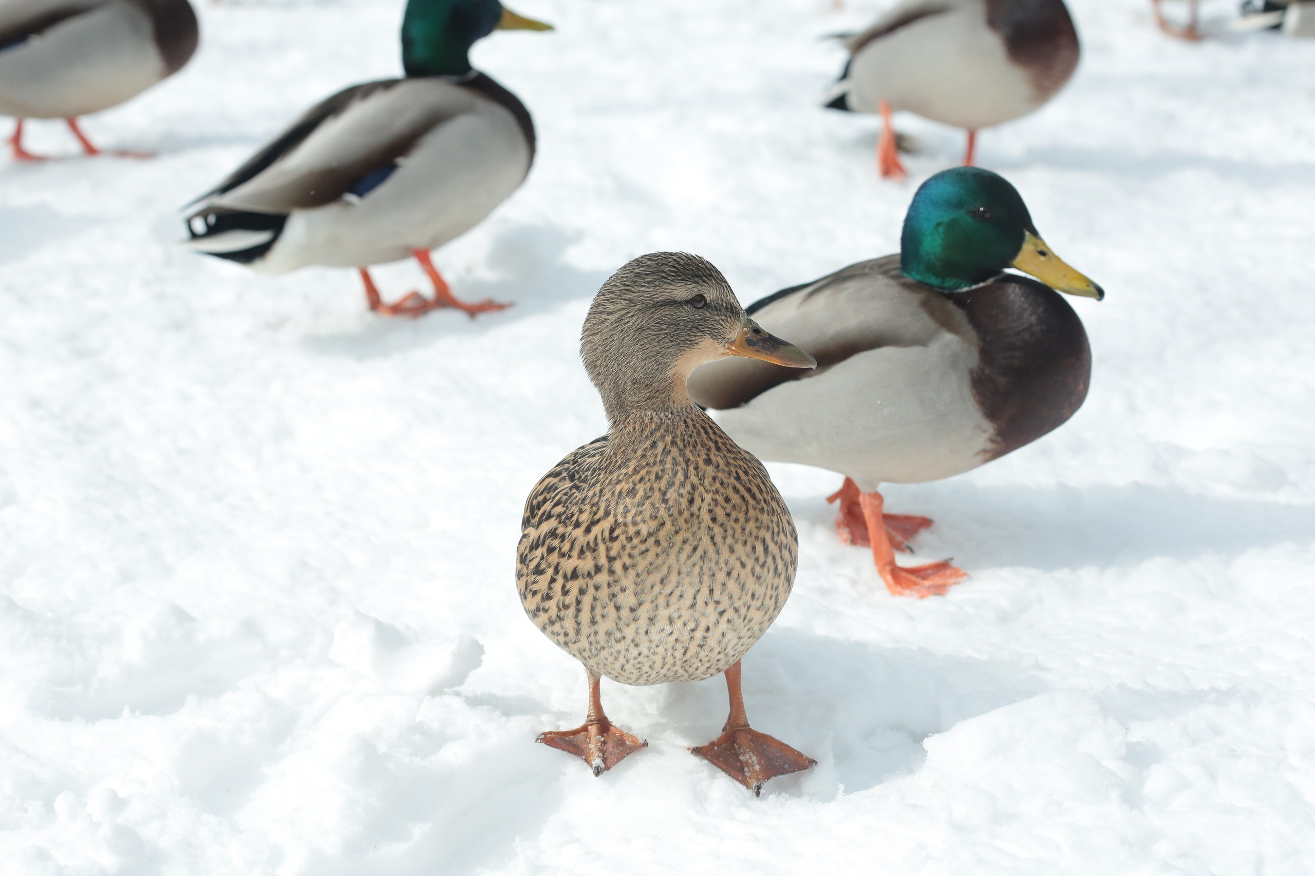 Фото Природы Сибири. Студия Максима Белослюдцева