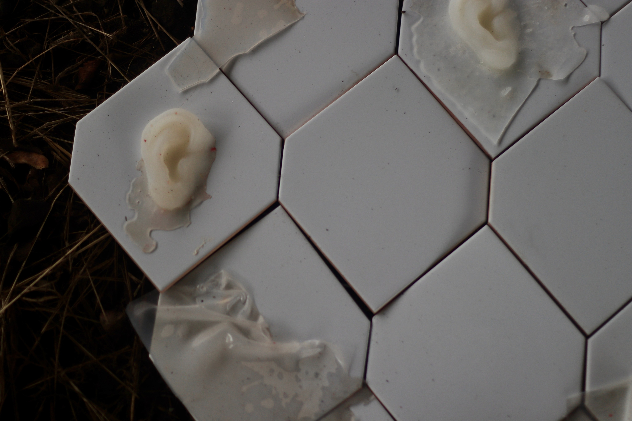 Эволюция непрерывно идет под знаком приспособления: инсталляция. Художница Софья Григорьева