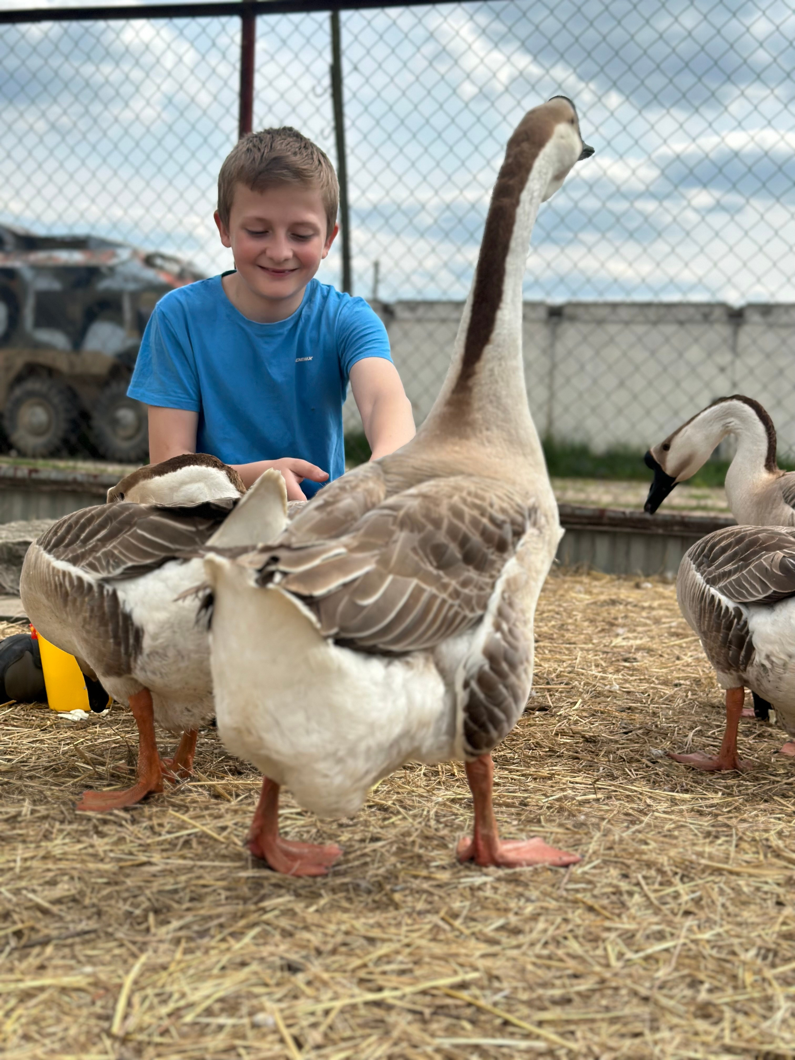 На ферме. Главная