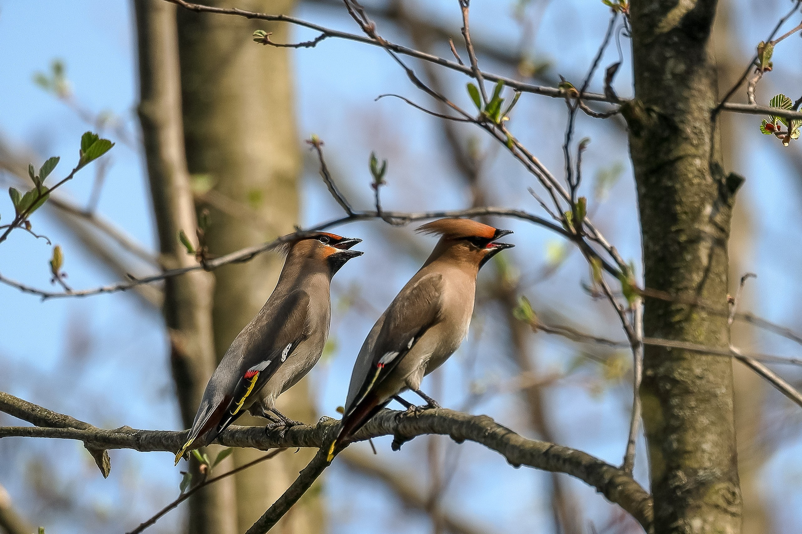 Свиристель
