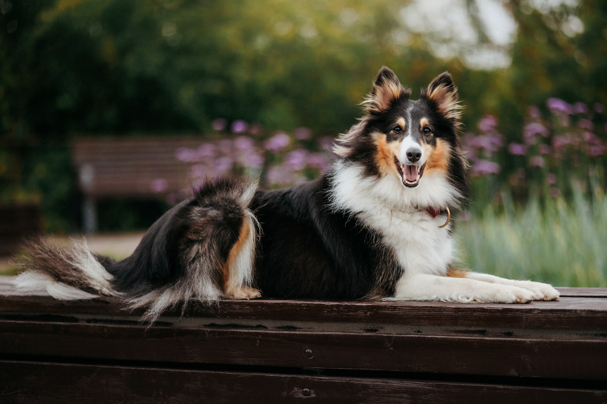 Федор, Саша и Груша. Фотограф-анималист Елена Радченко, Москва