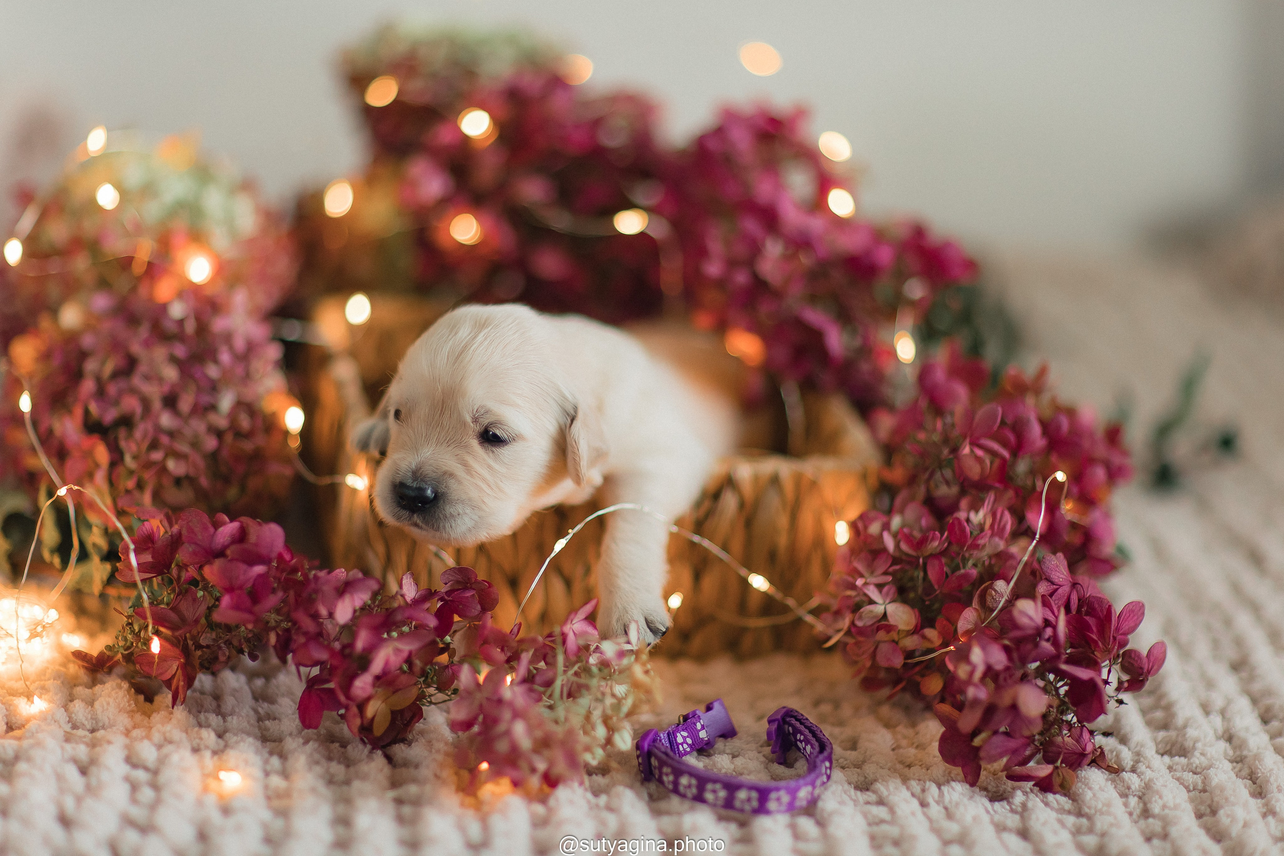 Фиолетовая лента. Свадебный и женский фотограф