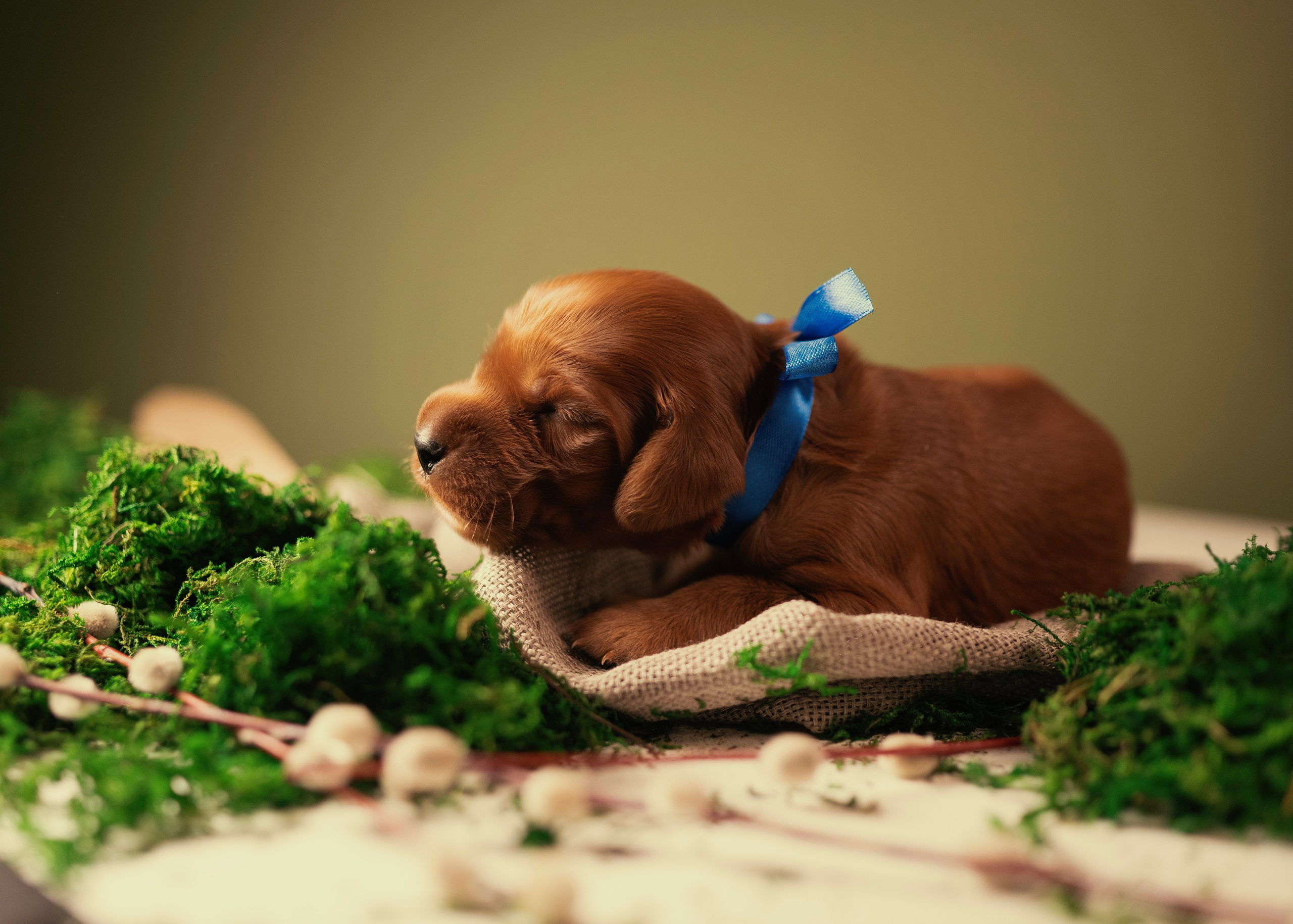 Красные ирландские сеттеры. Фотограф- анималист Александра Матвеева