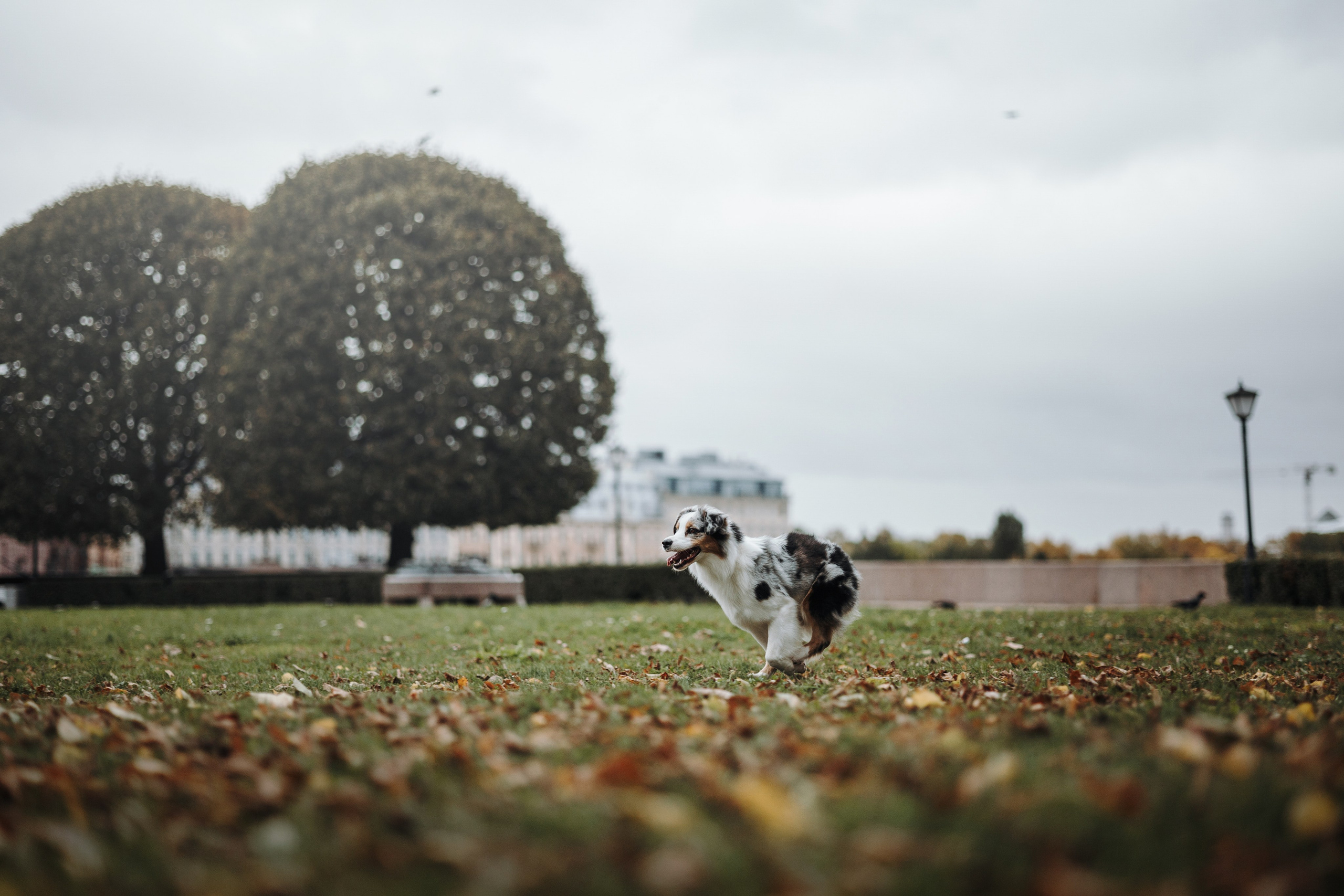 Ирина и Кайса. Фотограф — Анималист | Санкт-Петербург