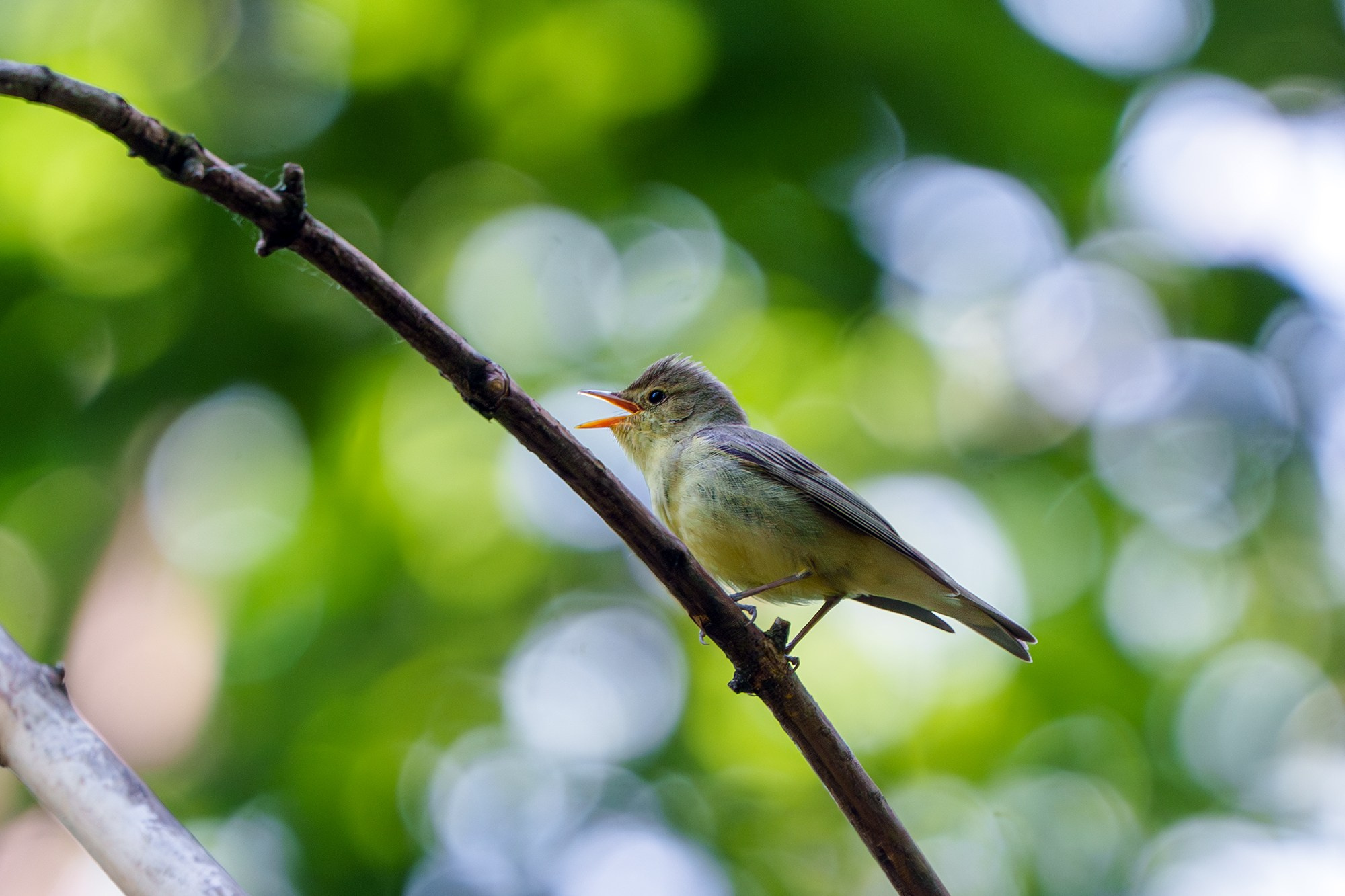 Удивительные мир птиц. Вокруг нас столько прекрасного — присмотритесь!. Ваш личный фотограф Марина Волкова