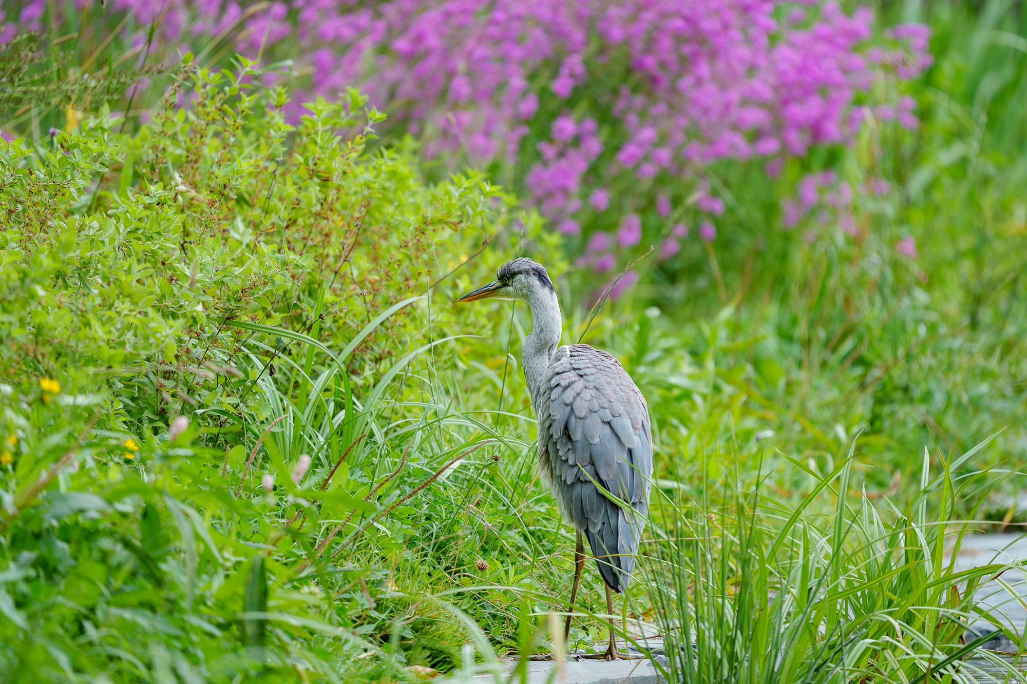 Удивительные мир птиц. Вокруг нас столько прекрасного — присмотритесь!. Ваш личный фотограф Марина Волкова