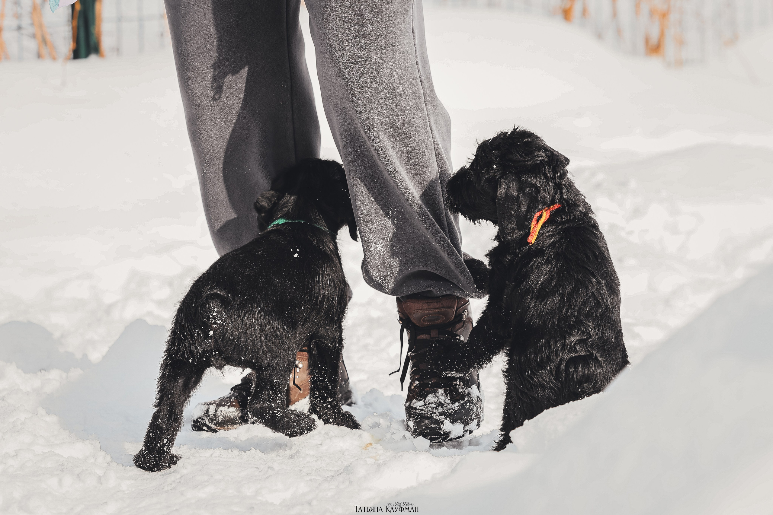 Ризеншнауцер, щенки ризеншнауцера, купить ризеншнауцера, купить щенка, ризеншнауцер Новосибирск, фотосъемка щенков, фотосессия собак, заказать фотосессию, фотографии щенков, сфотографировать щенка, фотограф Анималист, фотограф собак Новосибирск, фотограф анималист Новосибирск