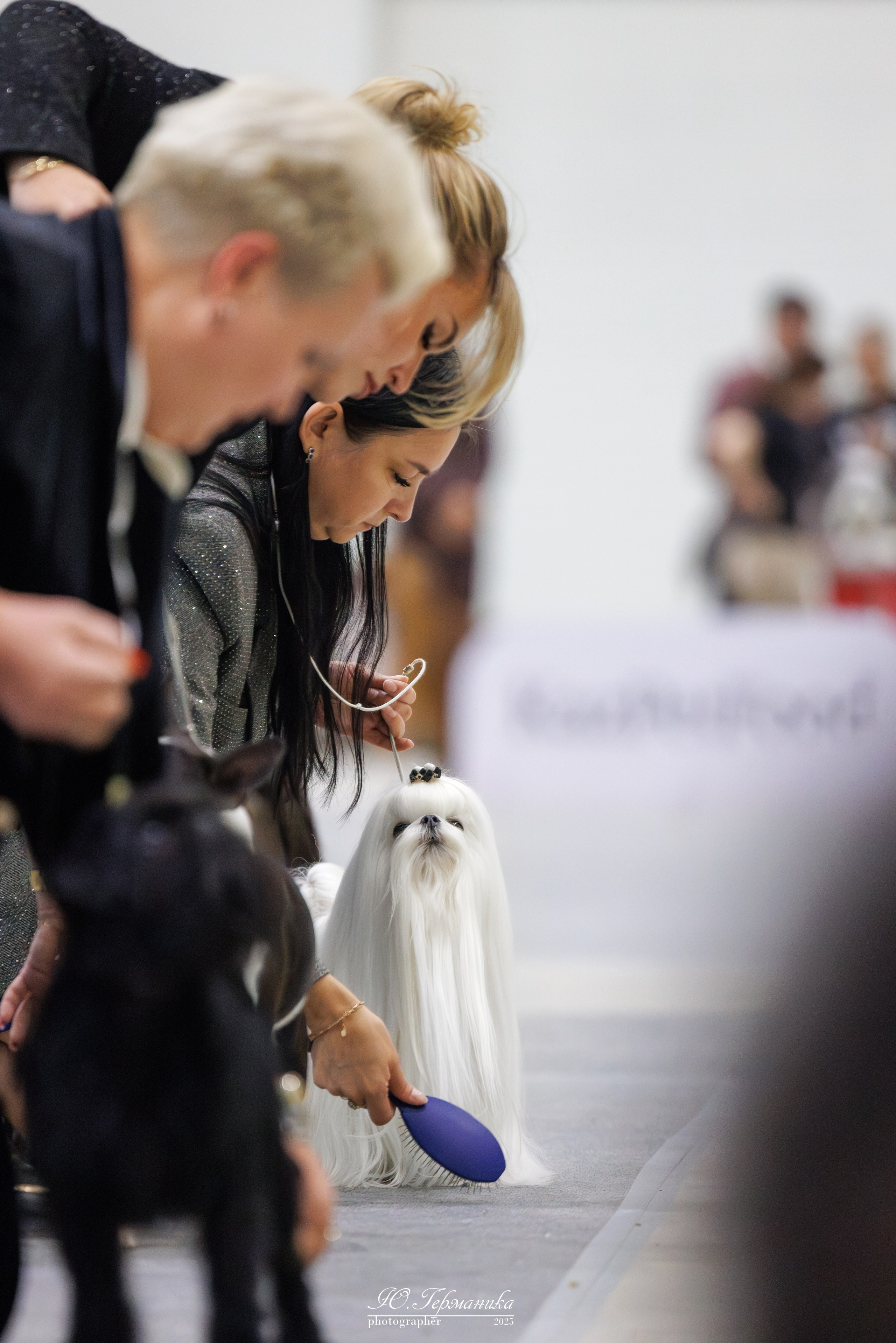 Астана 2хCACIB 3-4.05.2025. Фотограф-анималист Юлия Германика