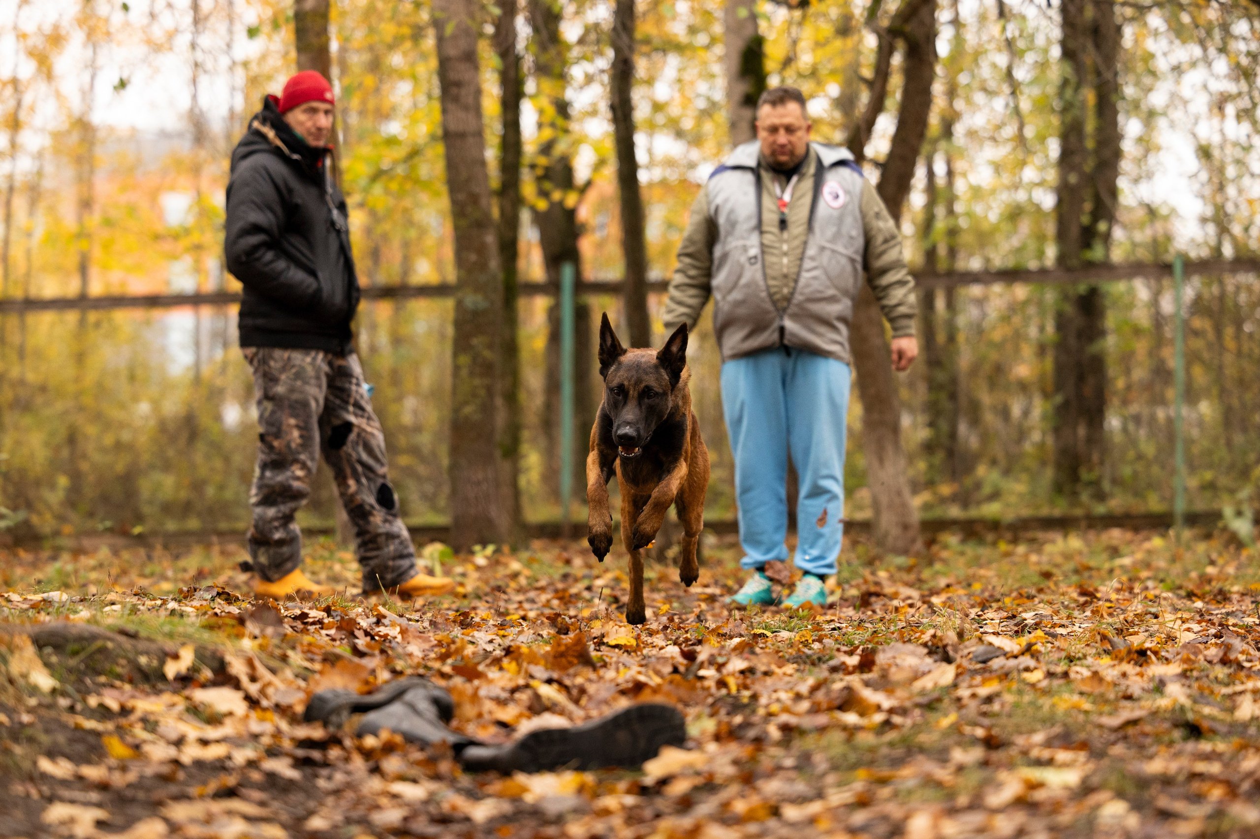 Соревнования по Мондьорингу г. Вологда. Фотограф-анималист Анна Маринич