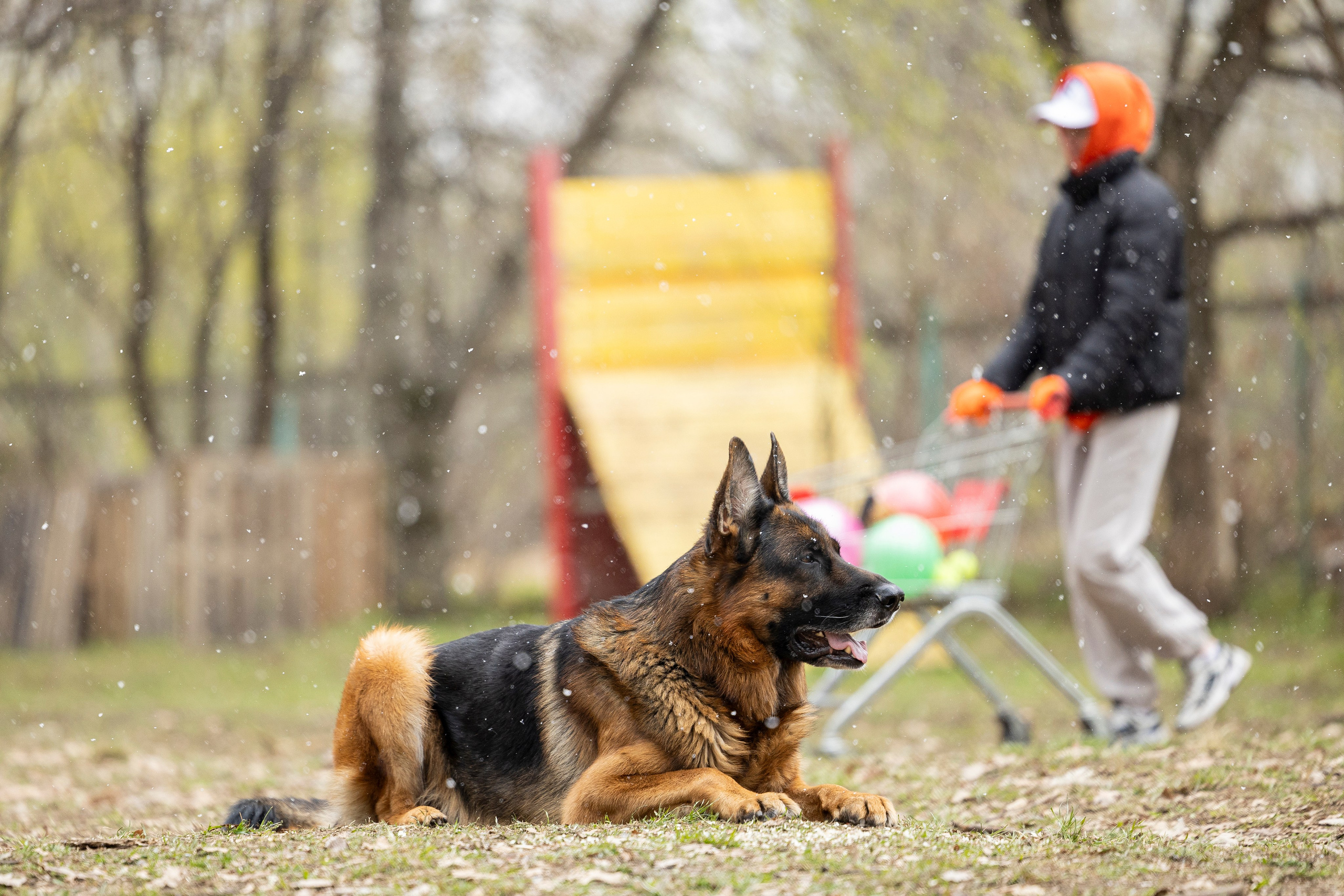 Квалификационные состязания по мондьорингу г. Вологда 11.05.24. Фотограф-анималист Анна Маринич