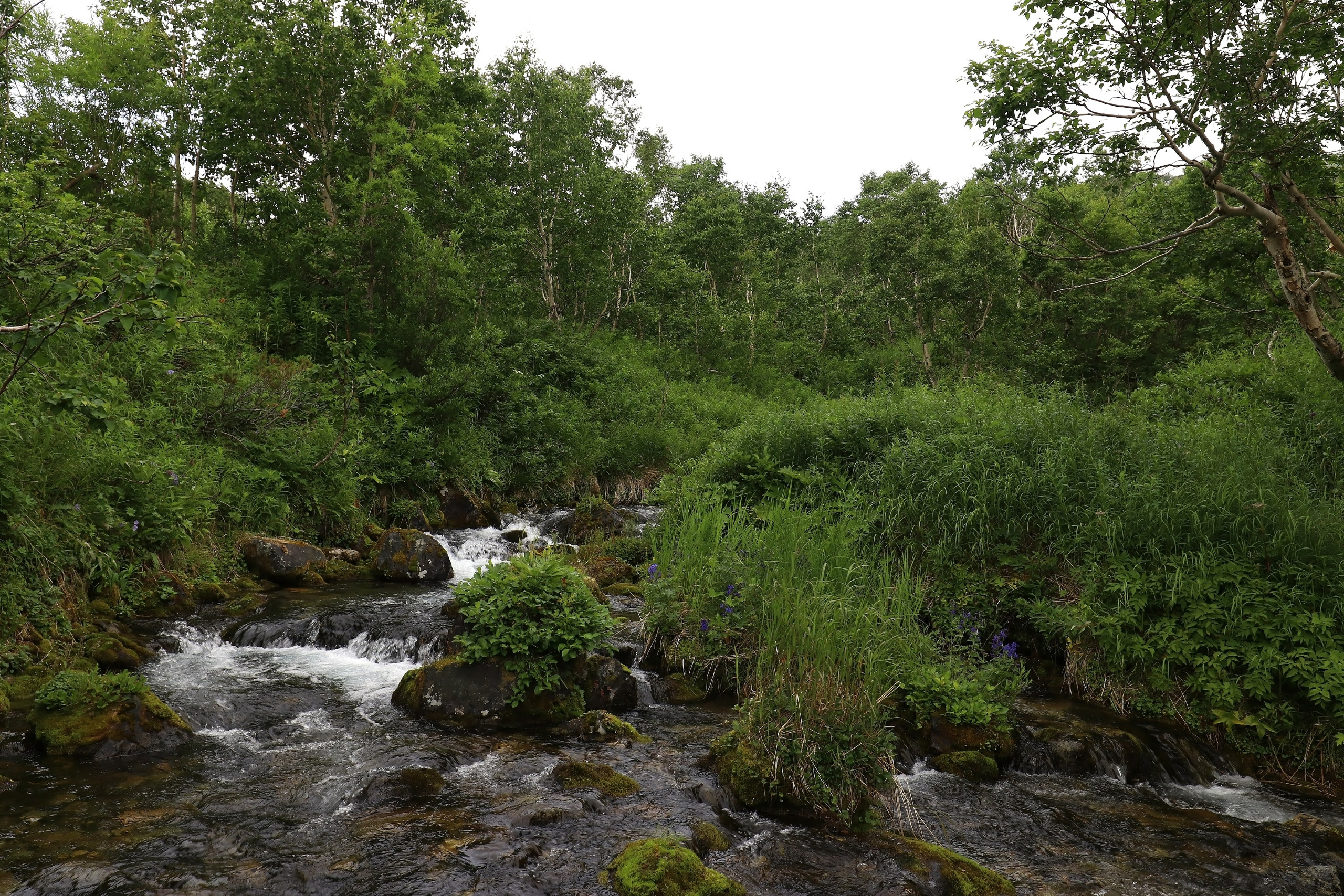 Камчатка и о. Парамушир. Июль 2024. Путешественник-фотограф из Санкт-Петербурга Татьяна Свистулина