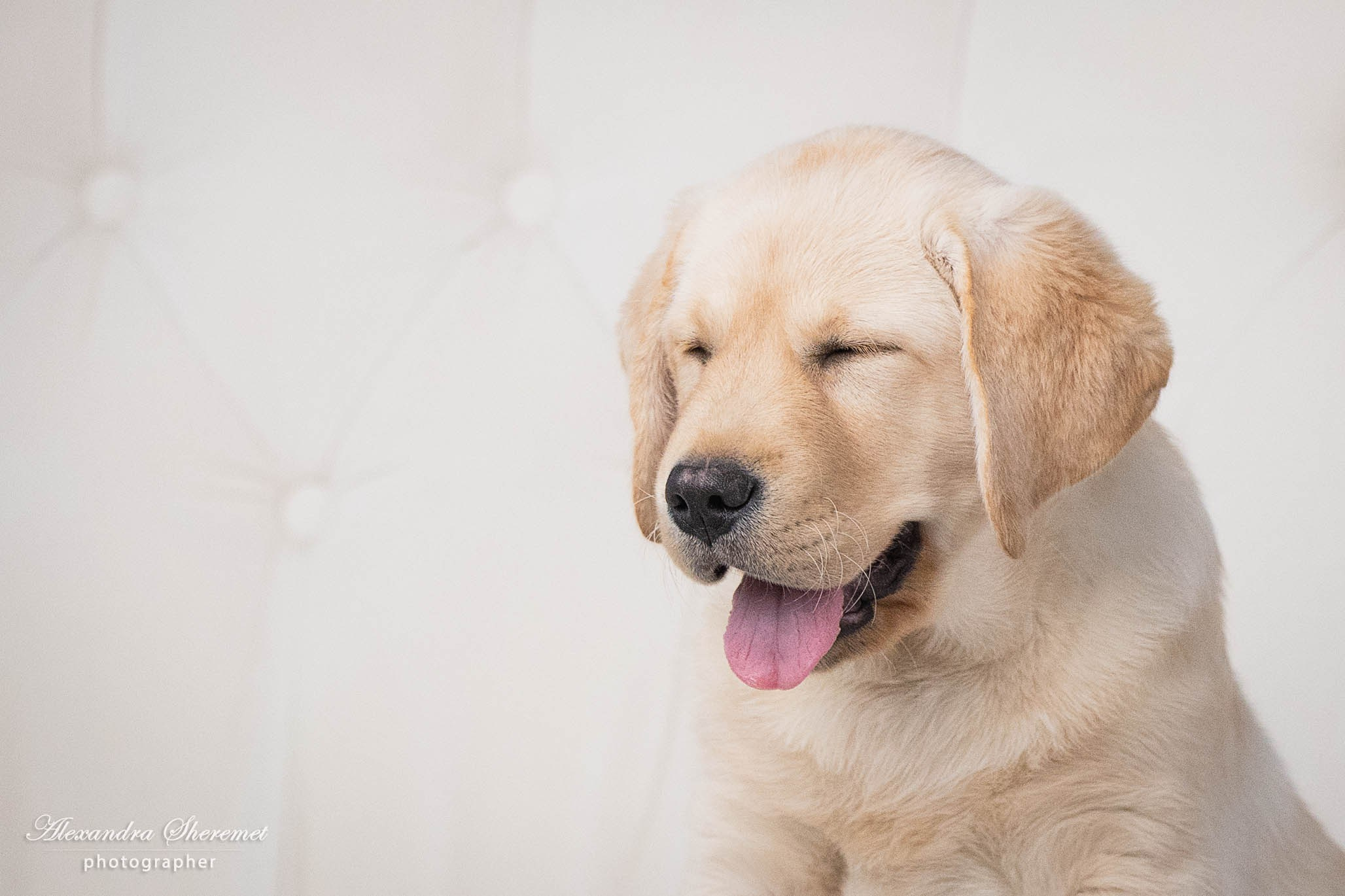 Оксана & лабрадор. Фотограф-анималист Александра Шеремет