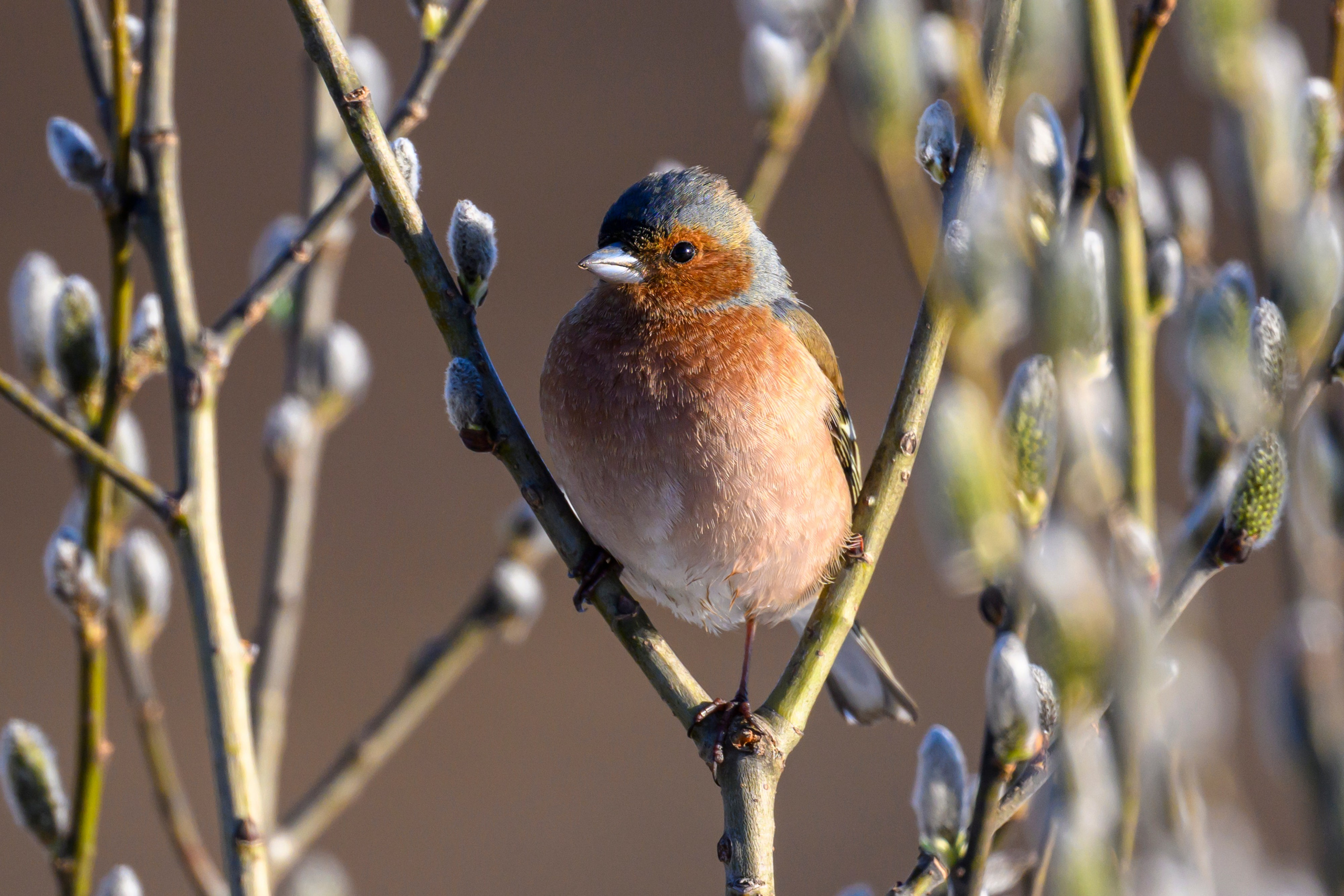 Зяблики. Wildlife photography by Sergey Puponin