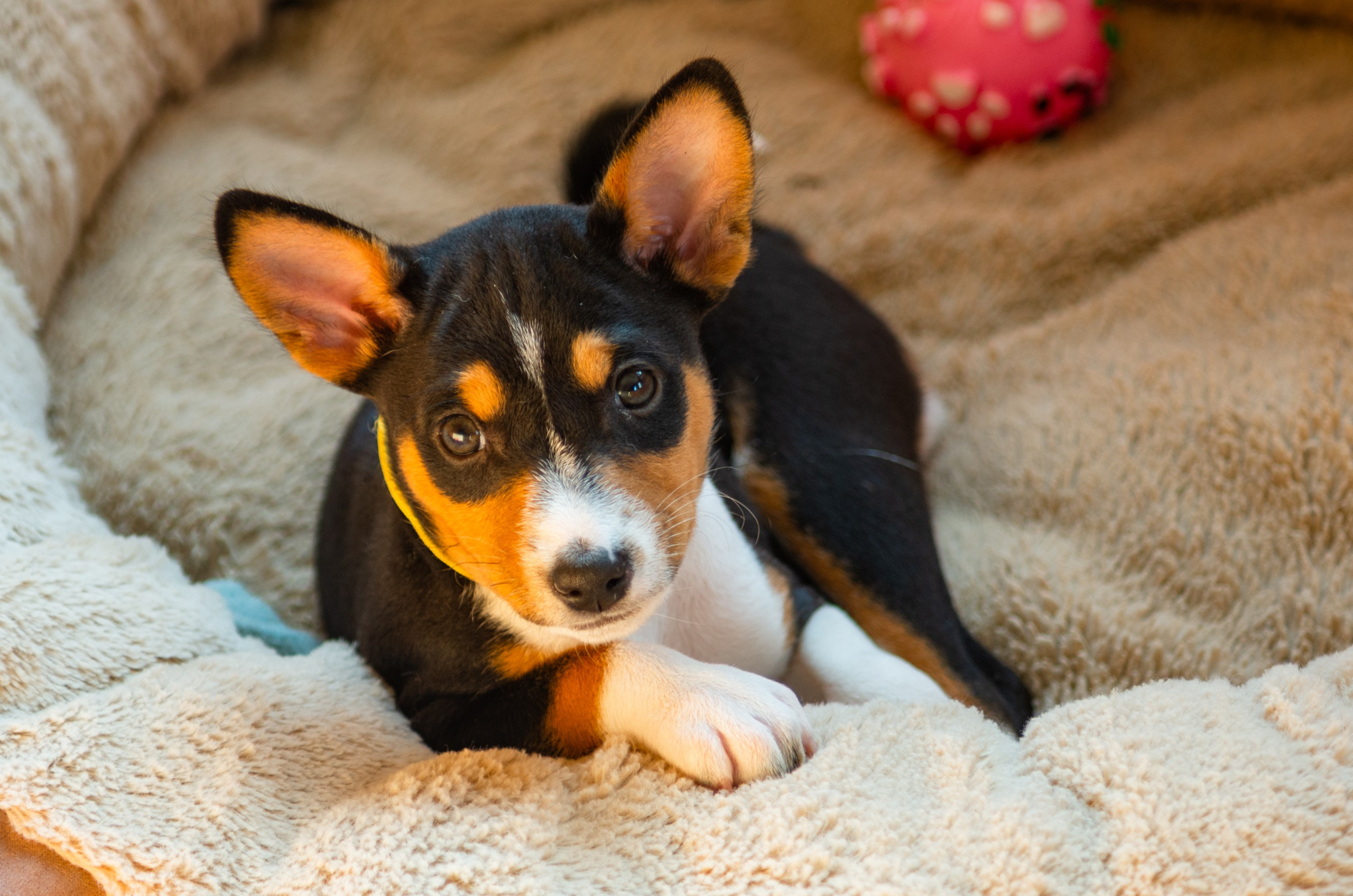 Фотографии животных. Фотограф Даниил Богомолов