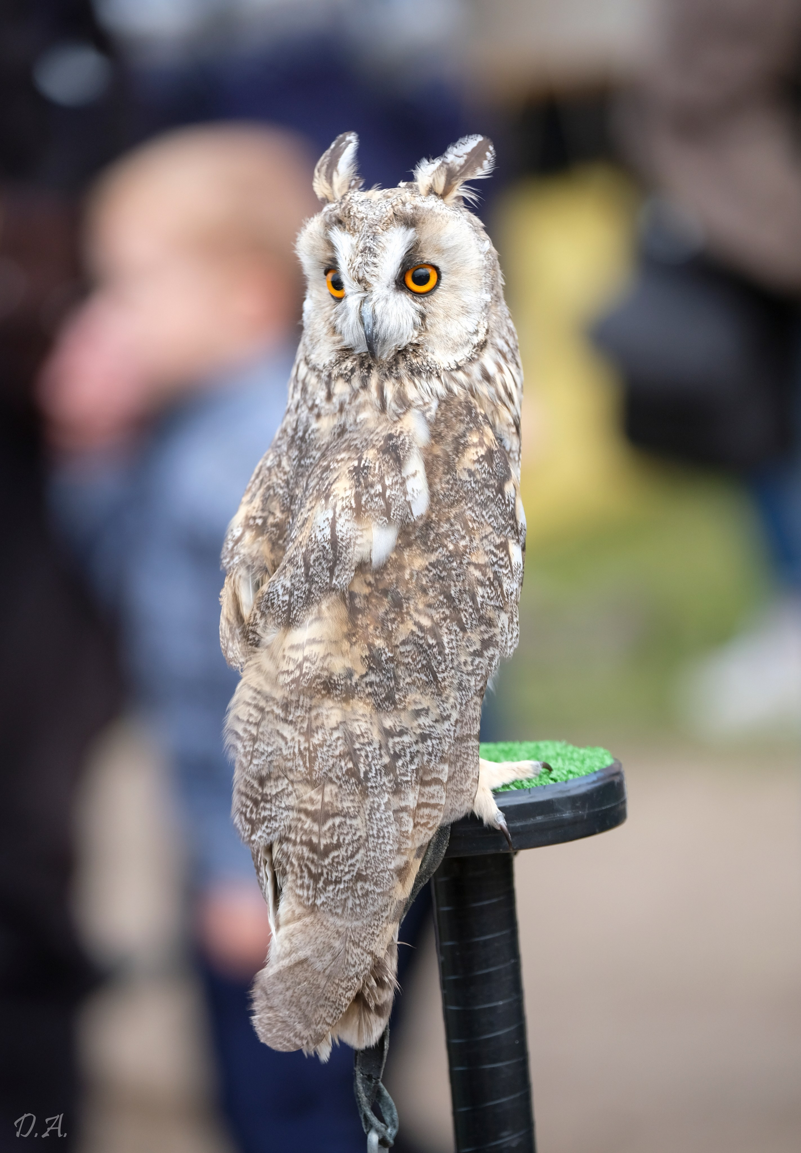 В мире животных. Фотограф Дмитрий Алексеев