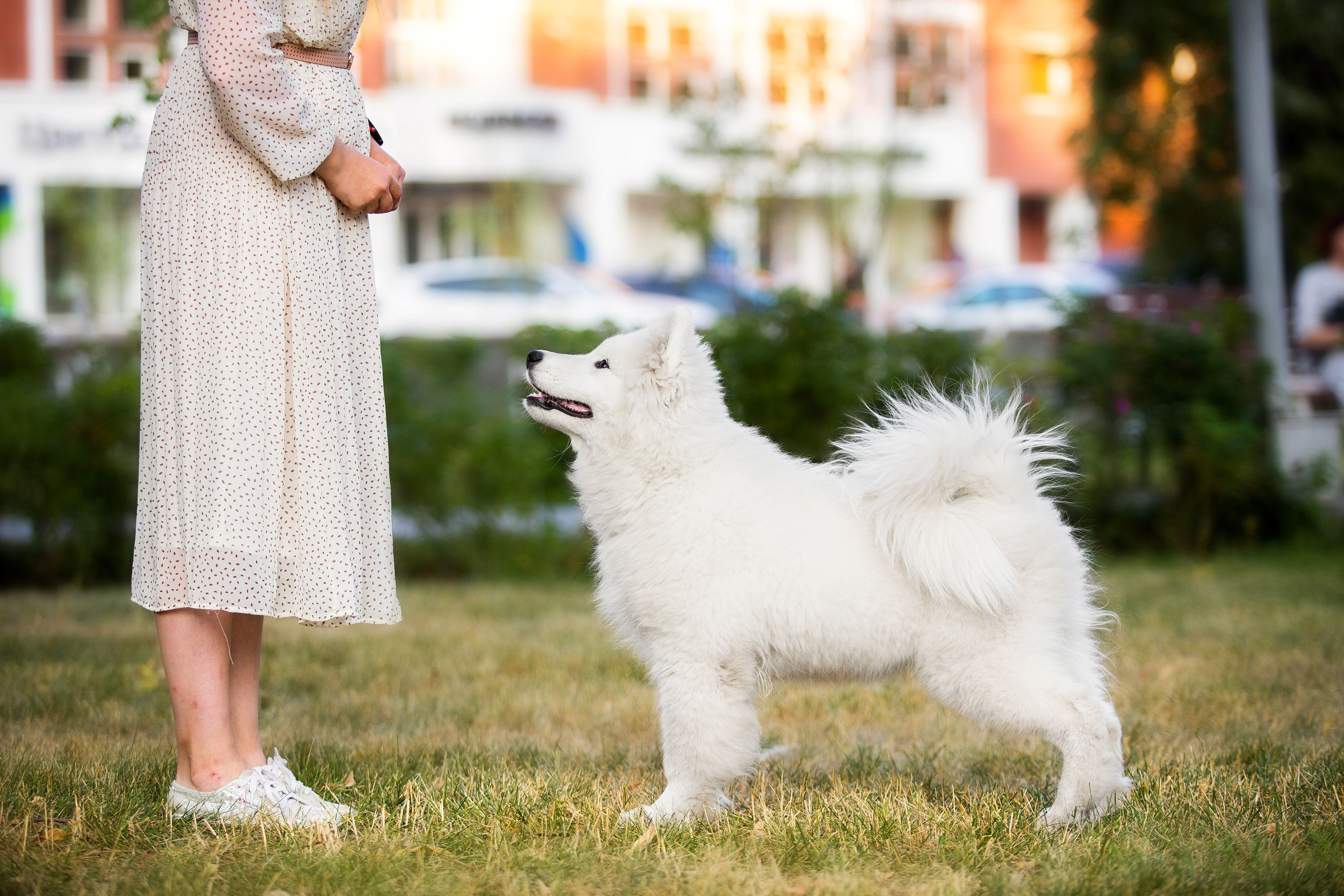 Анастасия, Евгений и самоед Ройс. Https://moshkovaphoto.ru/