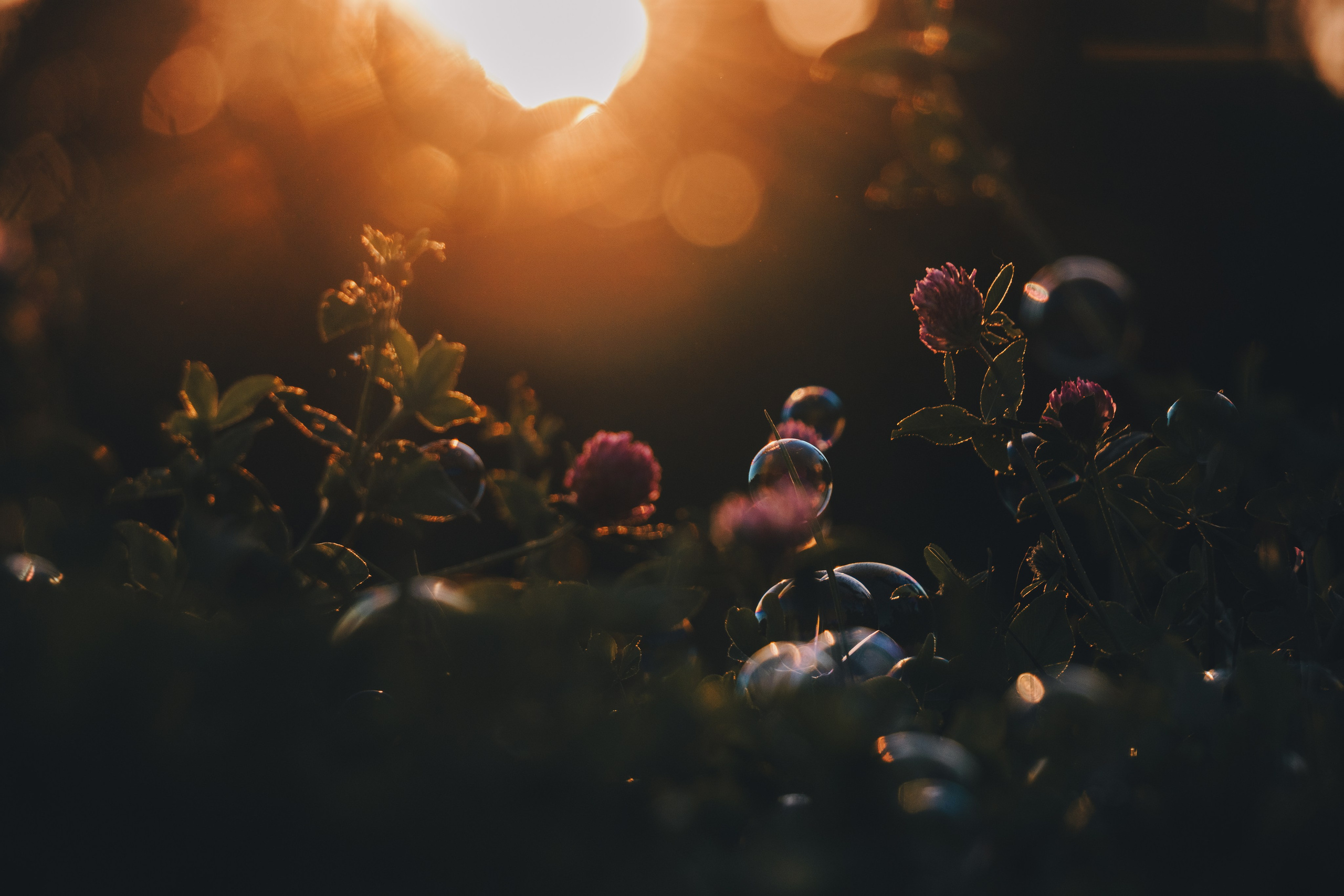 Катя и Яшма. Фотограф-анималист Ксения Воробьева, Москва