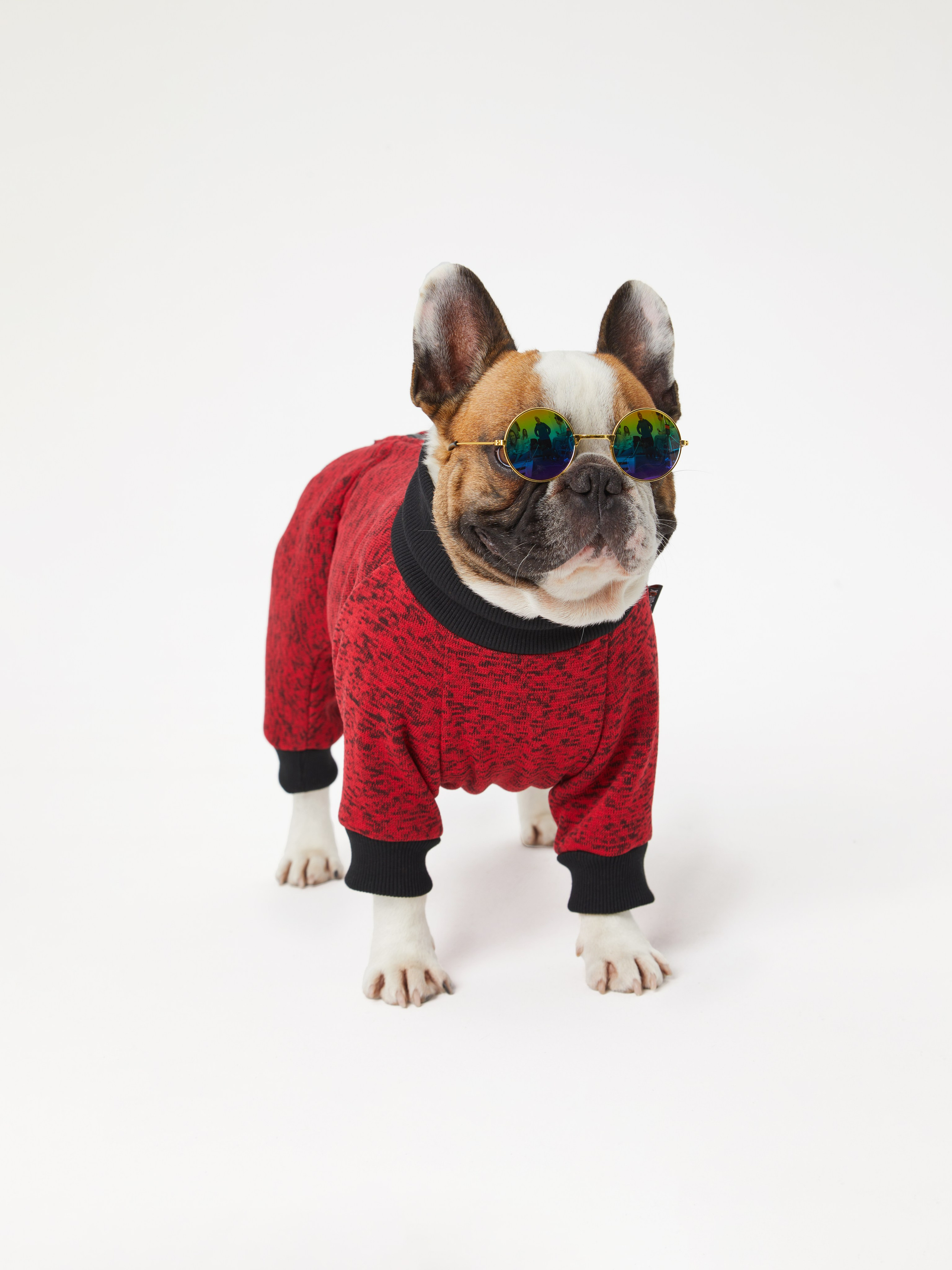 Каталоги. Pets Photography / Фотограф Собак