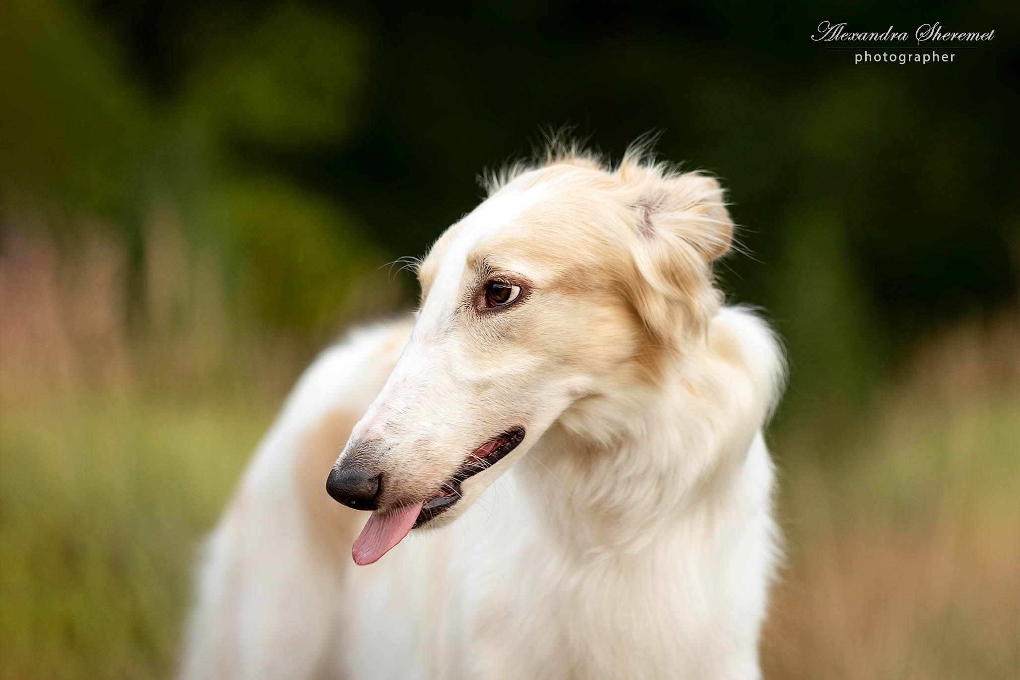 Борзые. Фотограф-анималист Александра Шеремет