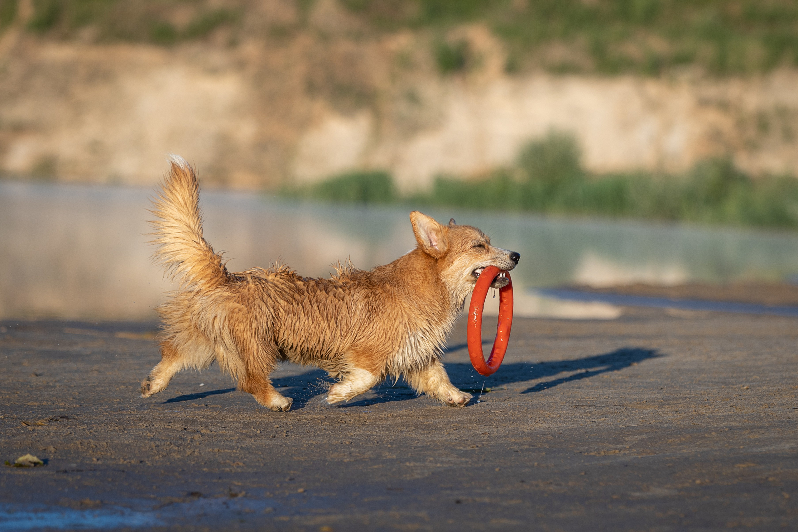 Рассвет. Фотограф-анималист Александра Шеремет