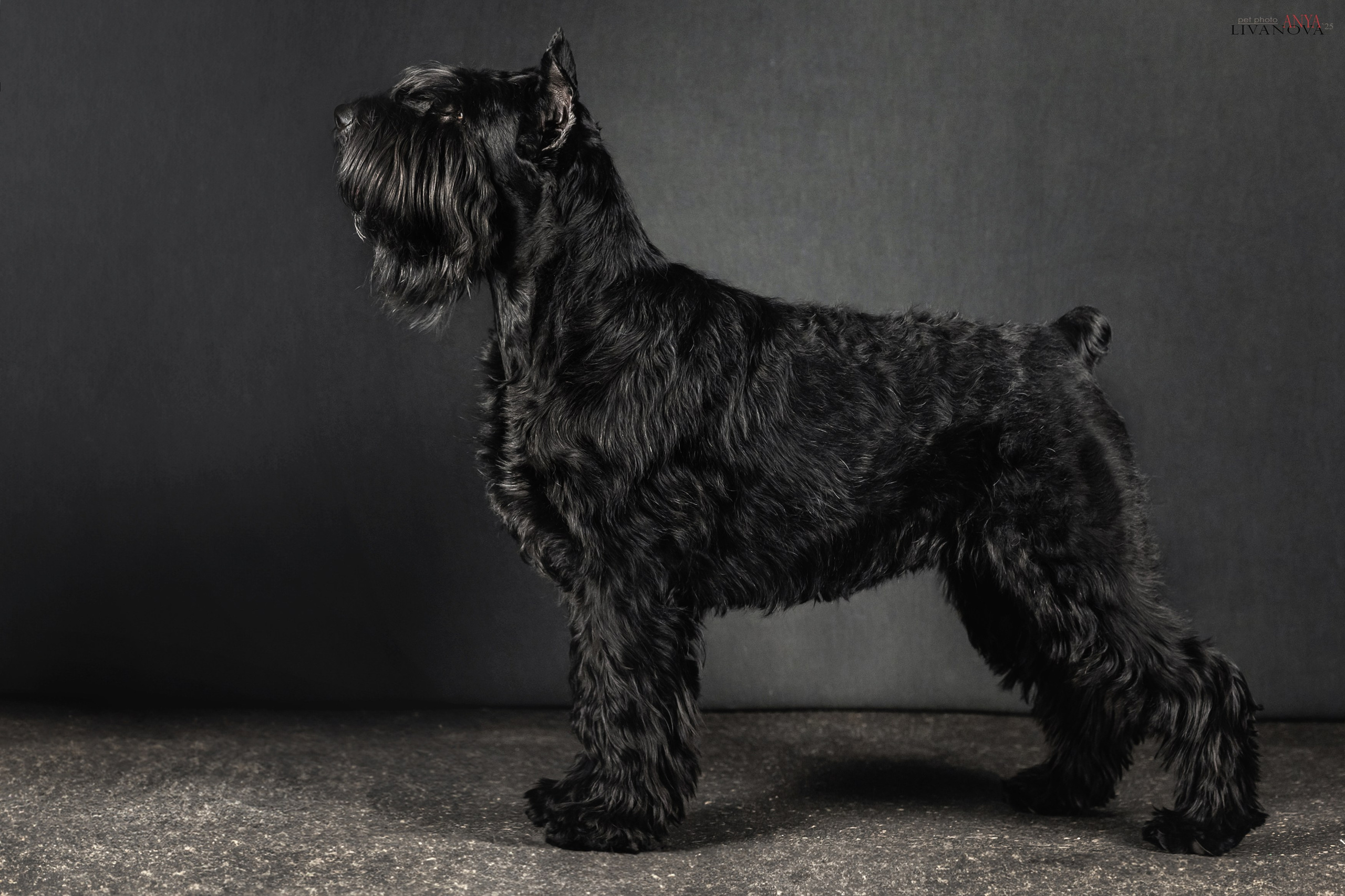 Берта. Фотограф анималист Аня Ливанова | Рыбинск