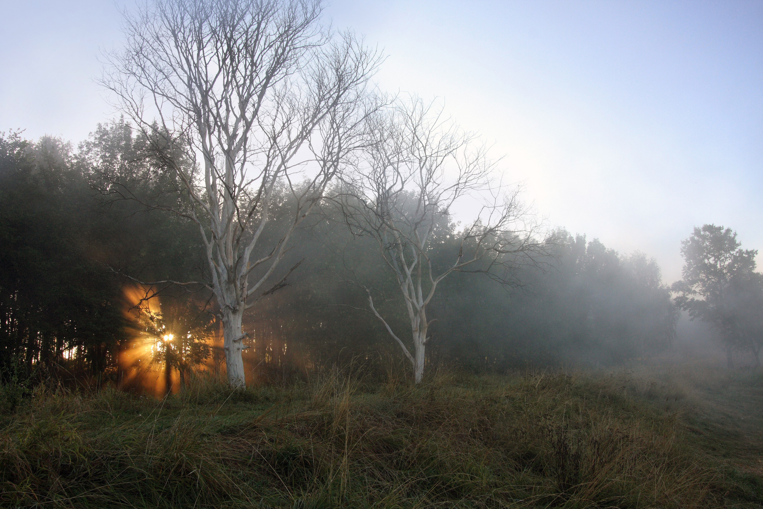 Средняя полоса. Свадебный и репортажный фотограф в Ярославле и Санкт-Петербурге Роман Микрюков