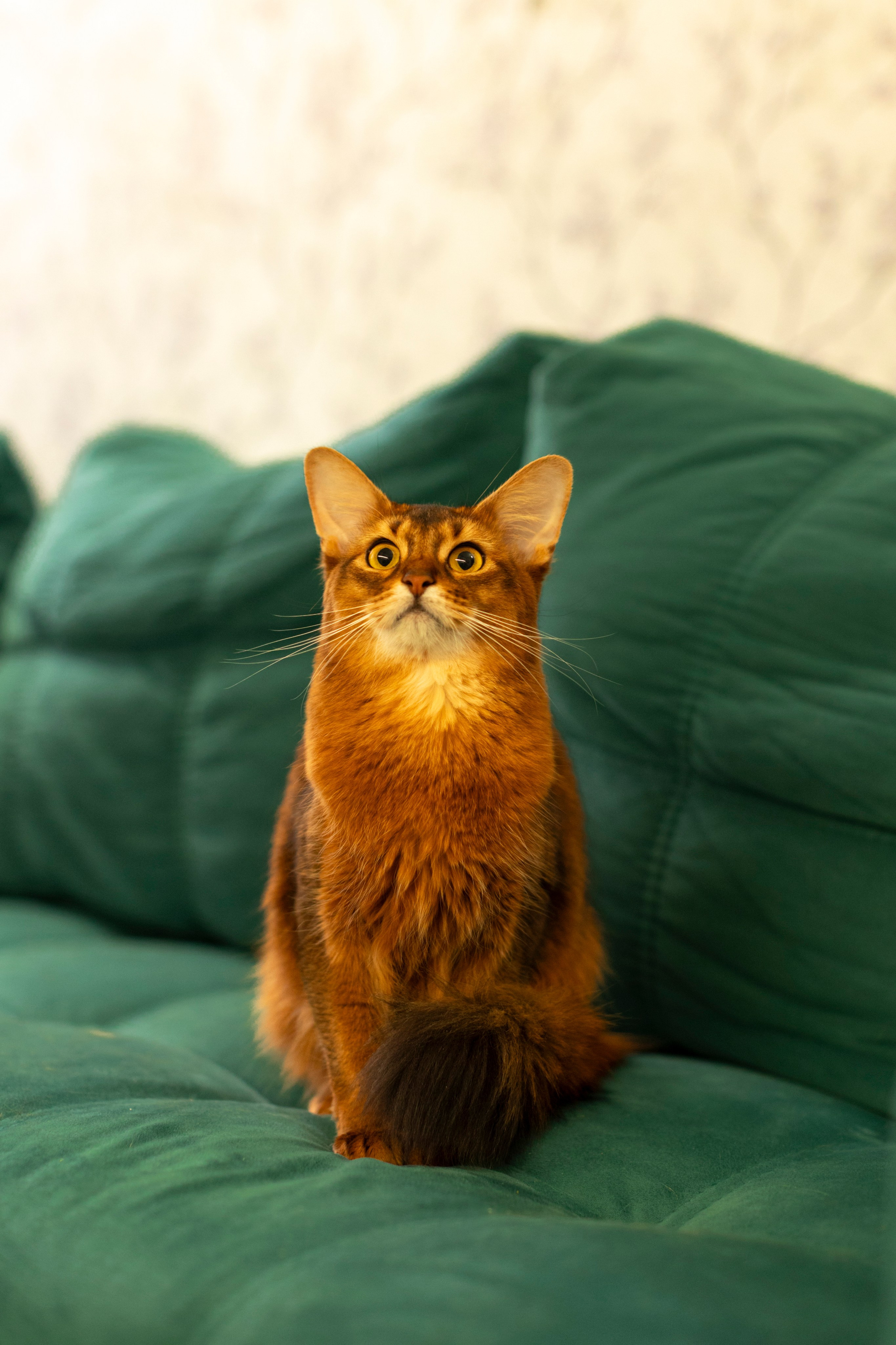 Сомали. Art my Pho