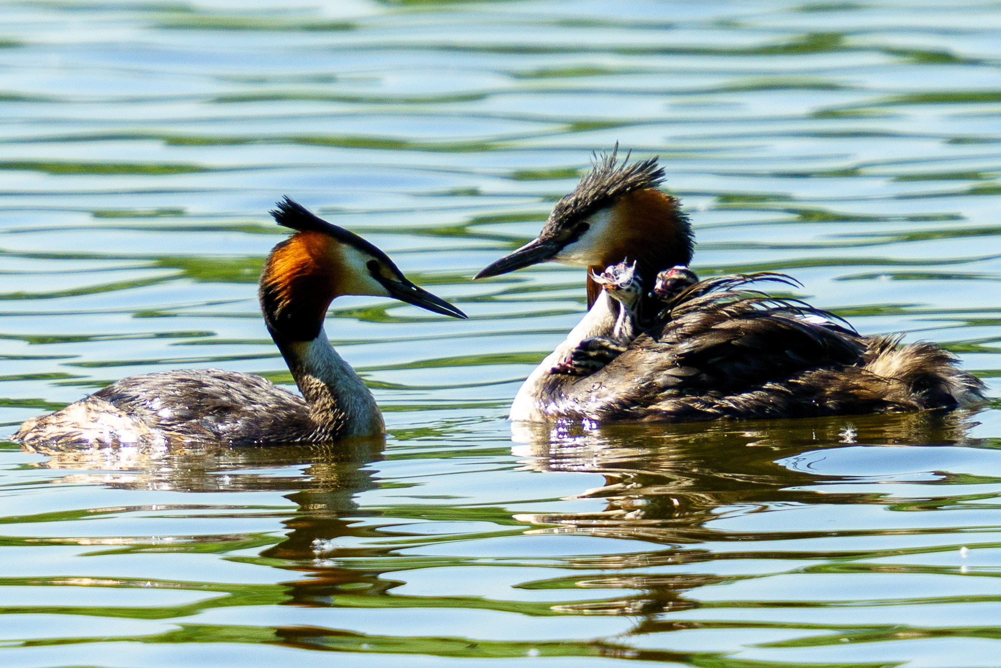 Удивительные мир птиц. Вокруг нас столько прекрасного — присмотритесь!. Ваш личный фотограф Марина Волкова
