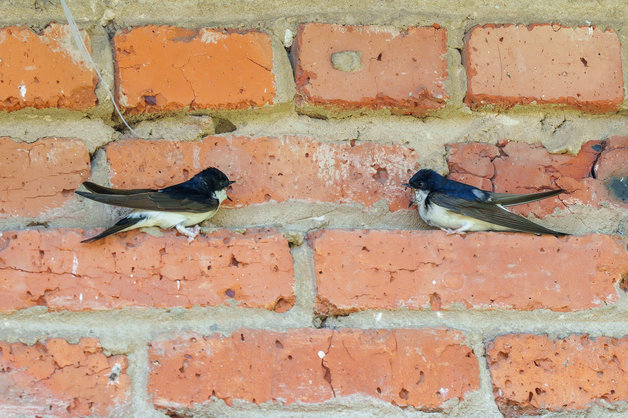 Удивительные мир птиц. Вокруг нас столько прекрасного — присмотритесь!. Ваш личный фотограф Марина Волкова