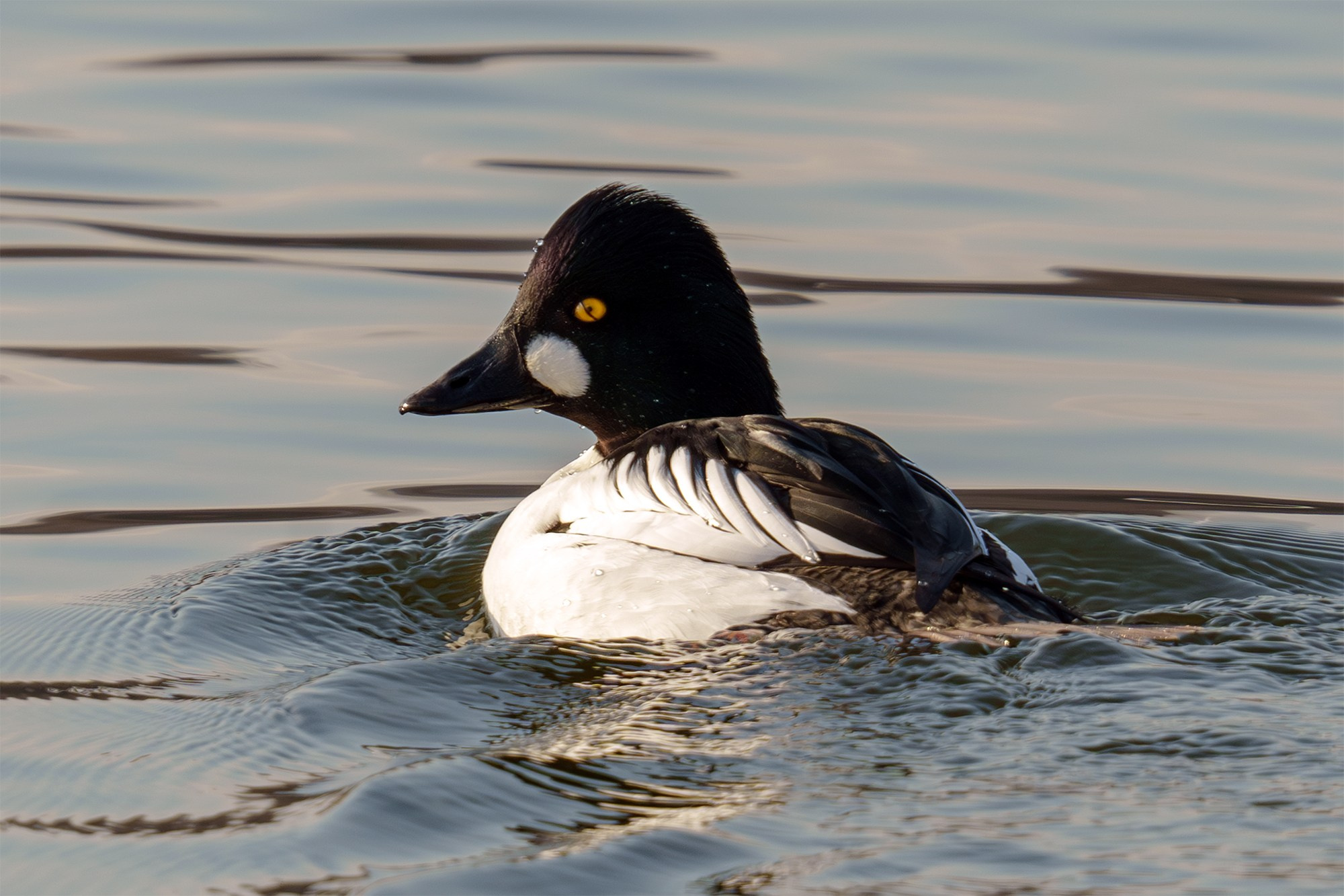 Удивительные мир птиц. Вокруг нас столько прекрасного — присмотритесь!. Ваш личный фотограф Марина Волкова