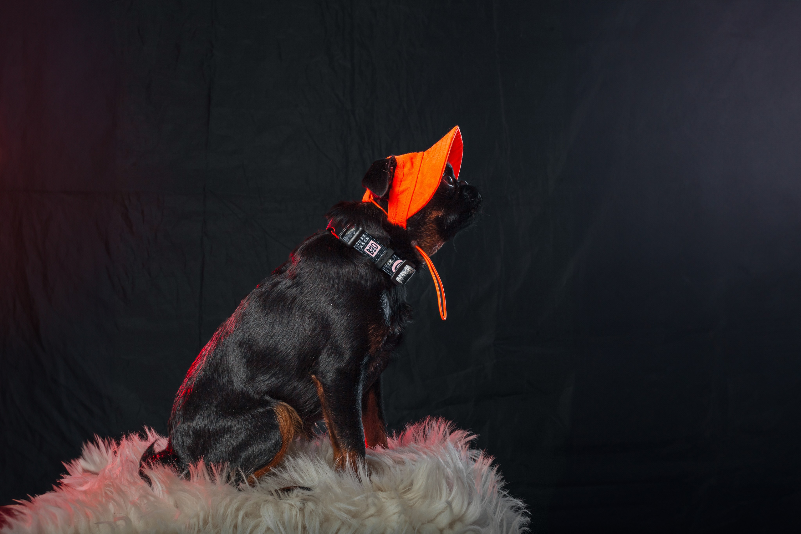 Студийная фотосессия с цветным светом. Фотограф-анималист Татьяна Степанова