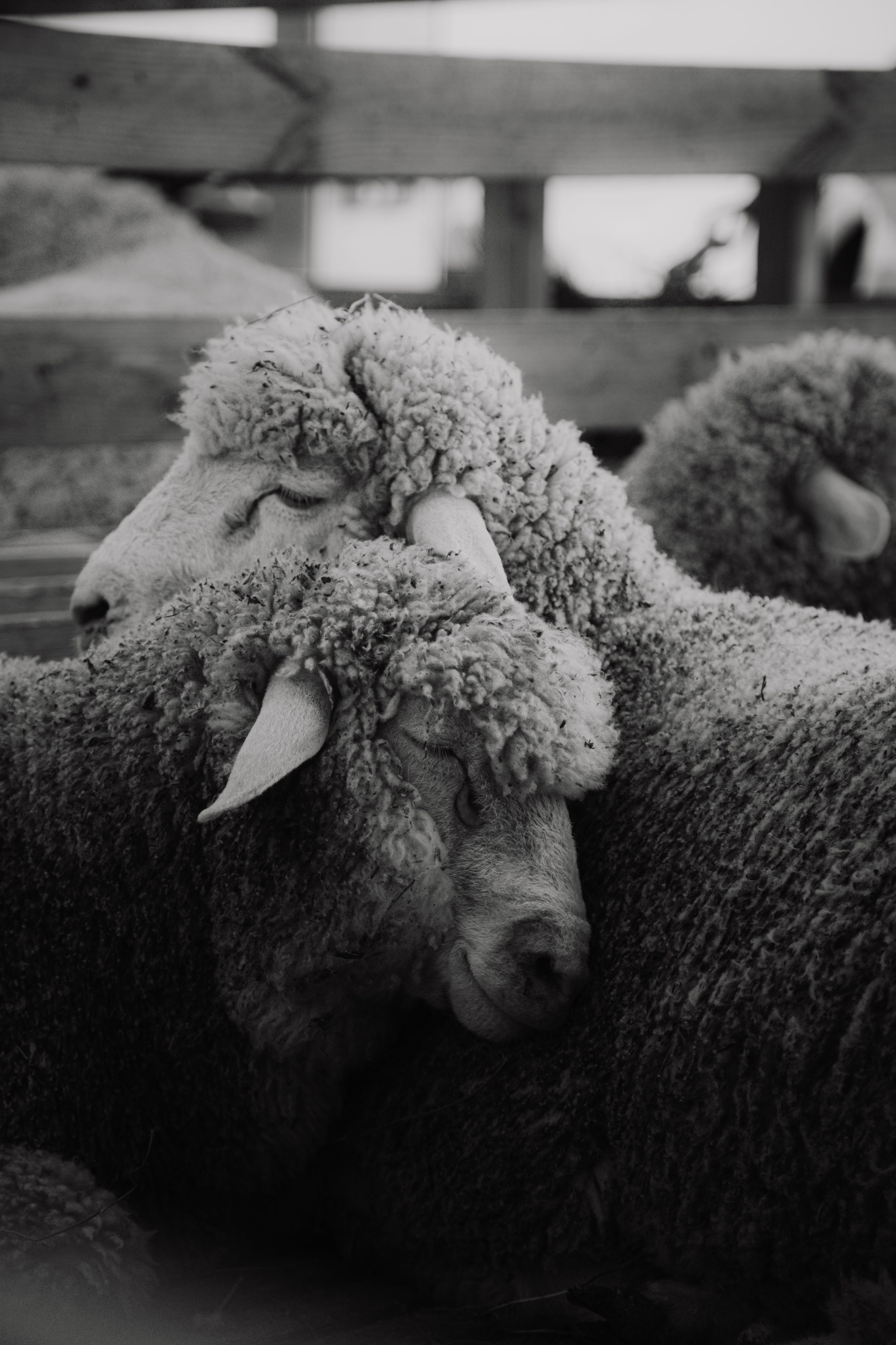 Овцы и овечки. Dmitriy [KCCC] is a pretty cool photographer