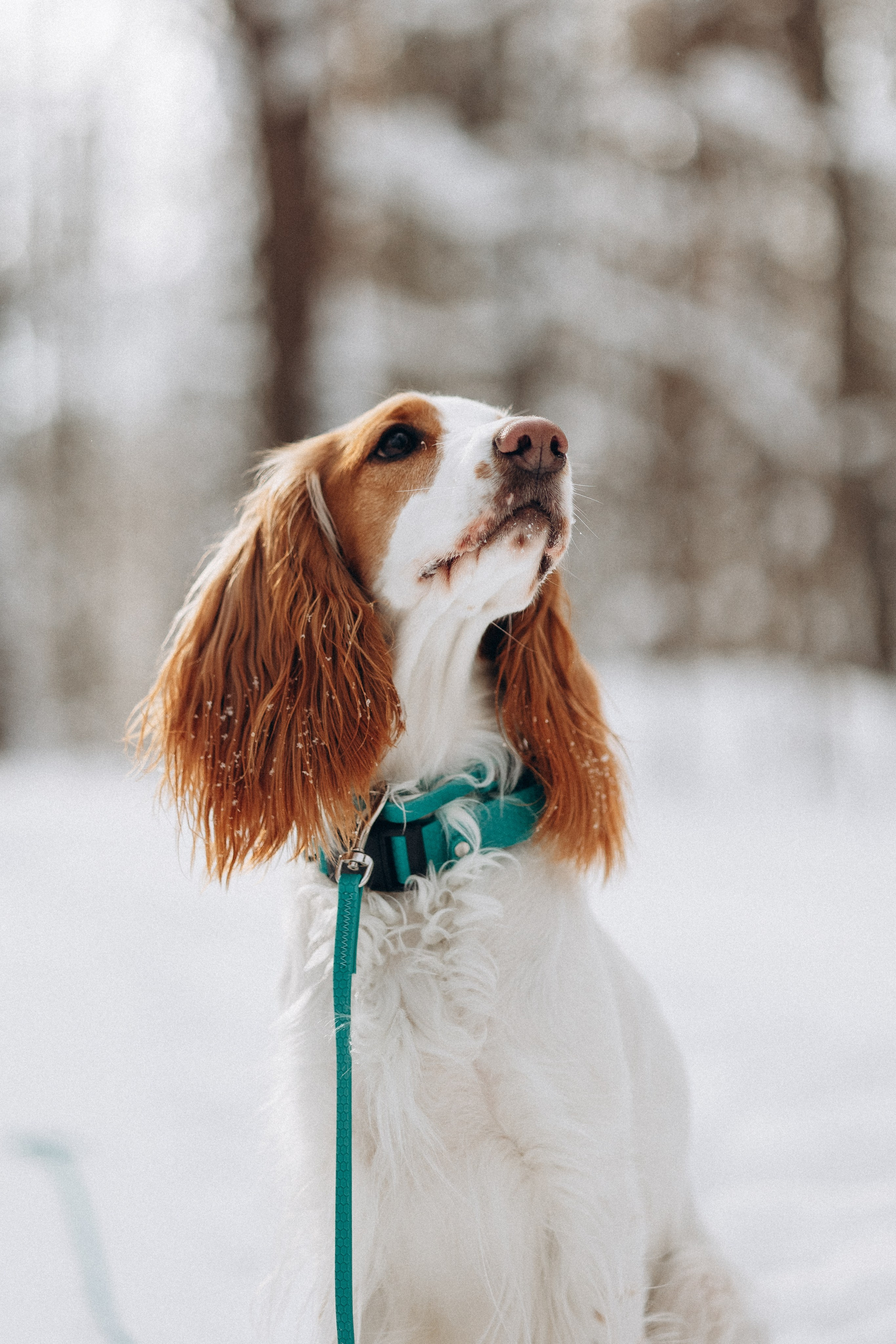Амуниция «Бобик» 2. Фотораф — анималист Мария Шистка