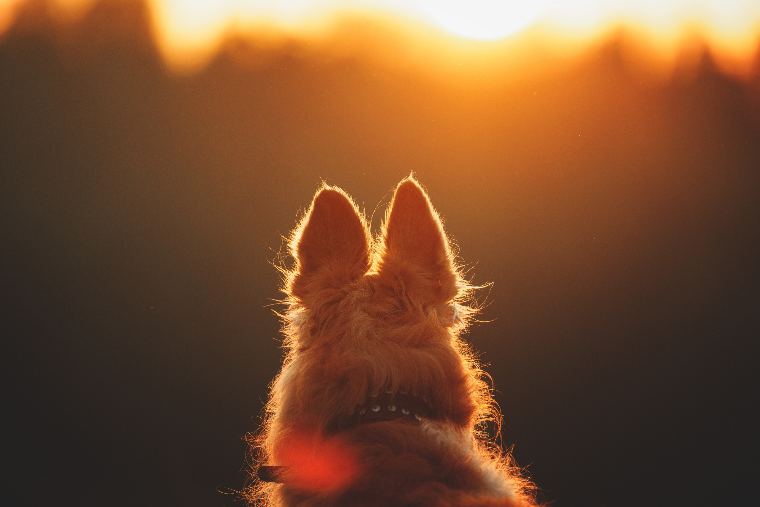 Сергей, Оксана и Жара. Фотограф анималист Осипчикова Мария